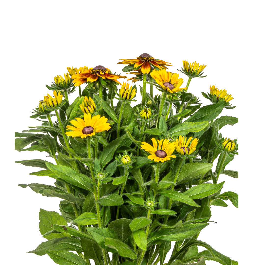 Sonnenhut - Rudbeckia Summerina | 45-60 cm | Ø19 cm