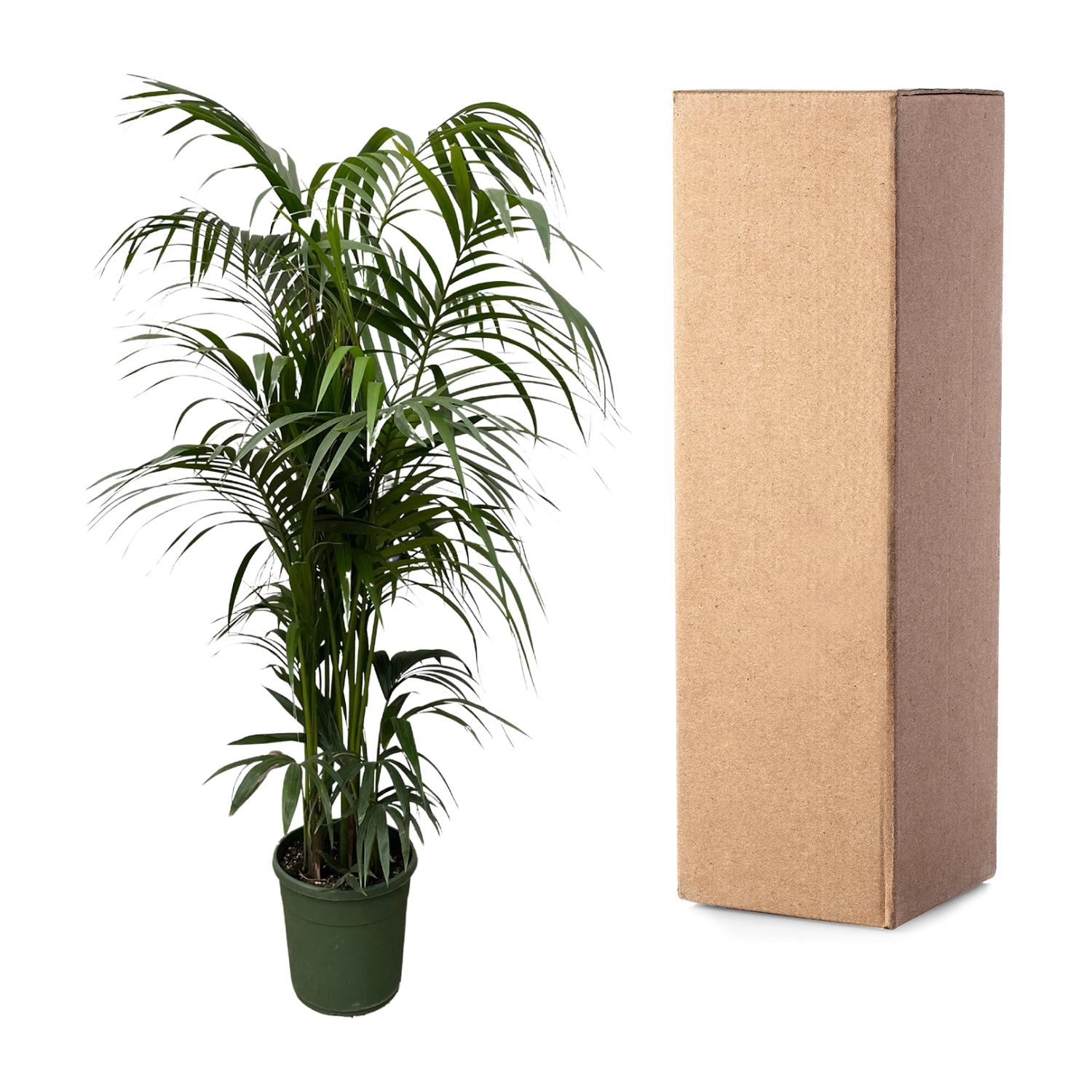 Kentiapalme – Howea Forsteriana | 220 cm | Ø38 cm