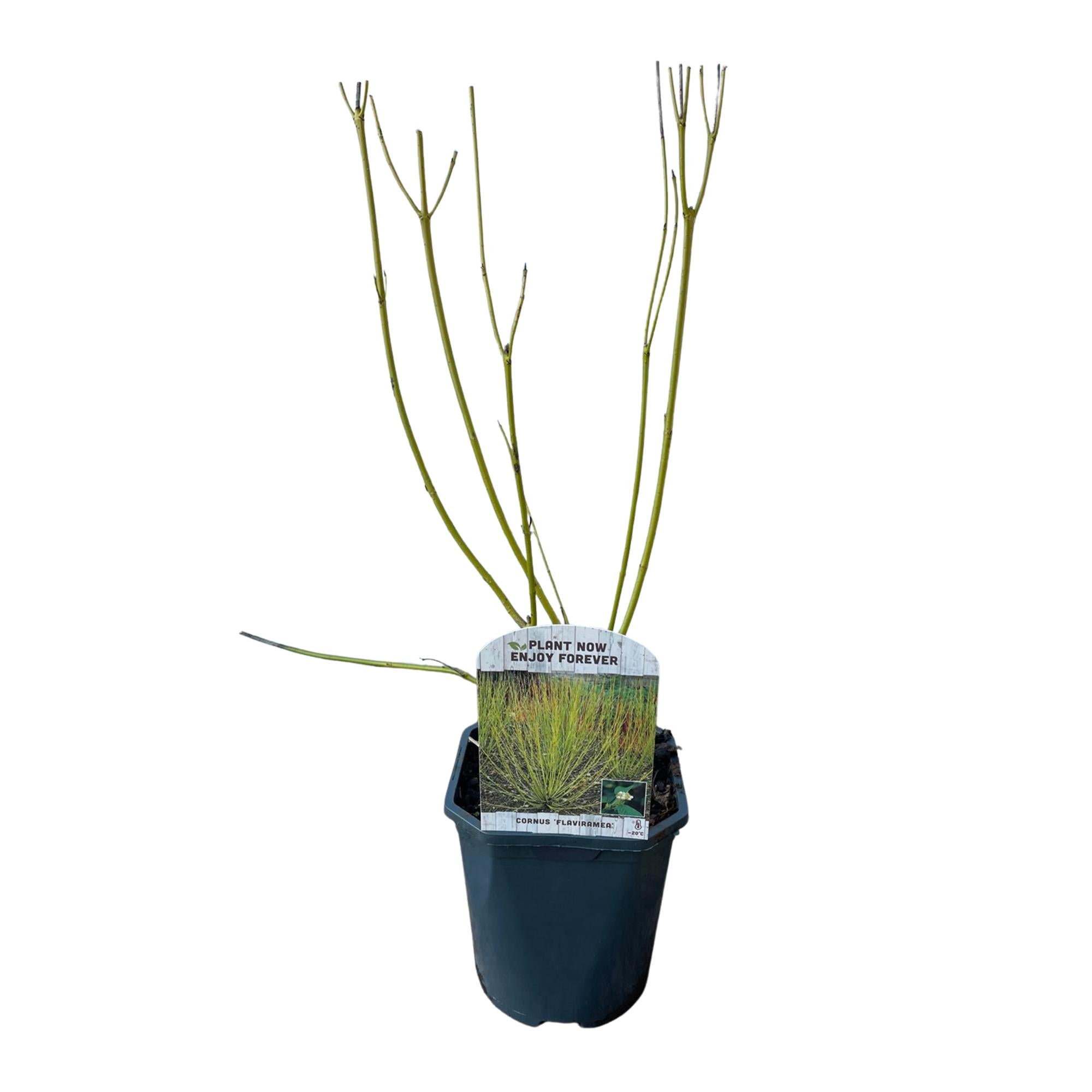 Gelbholz-Hartriegel - Cornus alba Flaviramea | Topf 17cm Höhe 45cm