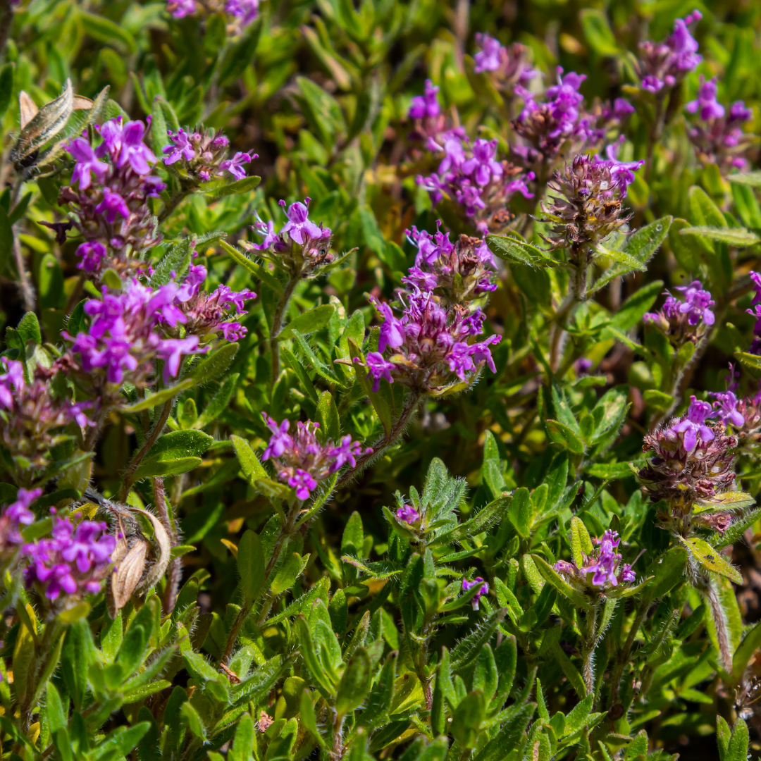 24x Sand-Thymian - Thymus serpyllum | 10-25 cm | Ø9 cm