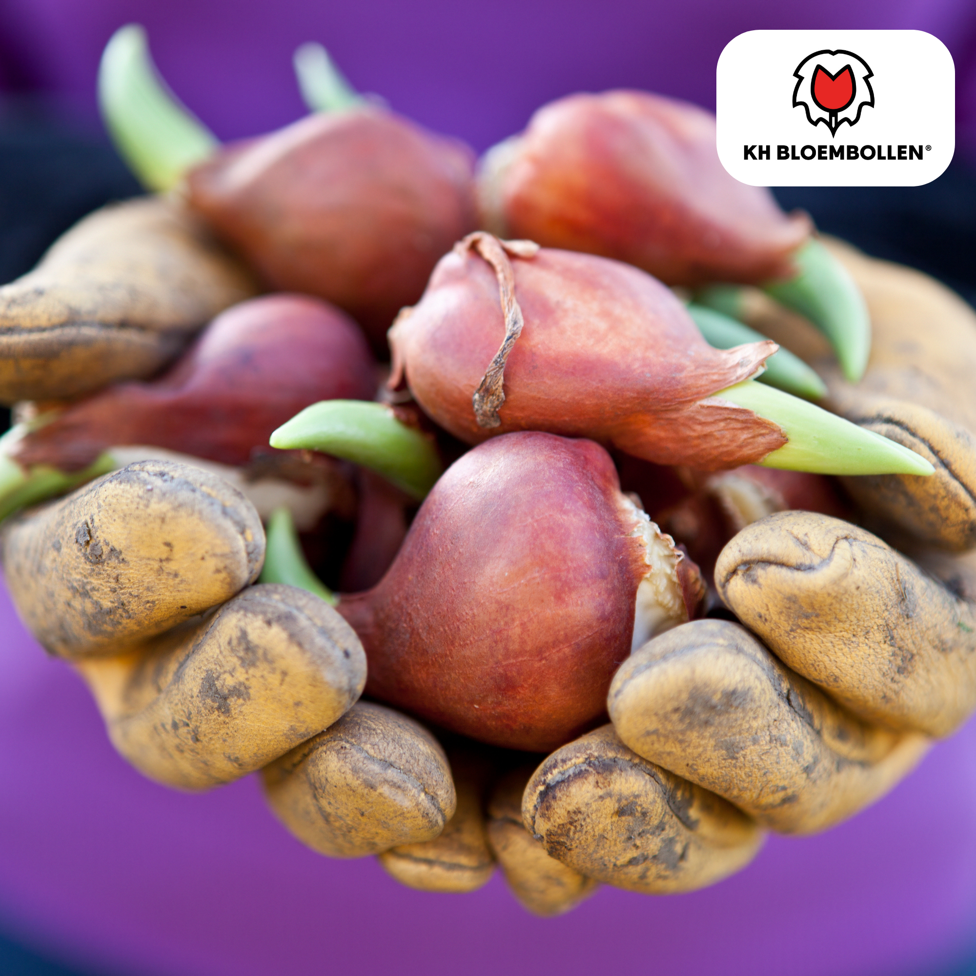 Tulpenzwiebeln Apricot Foxx – 20 Stück | Größe 11/12