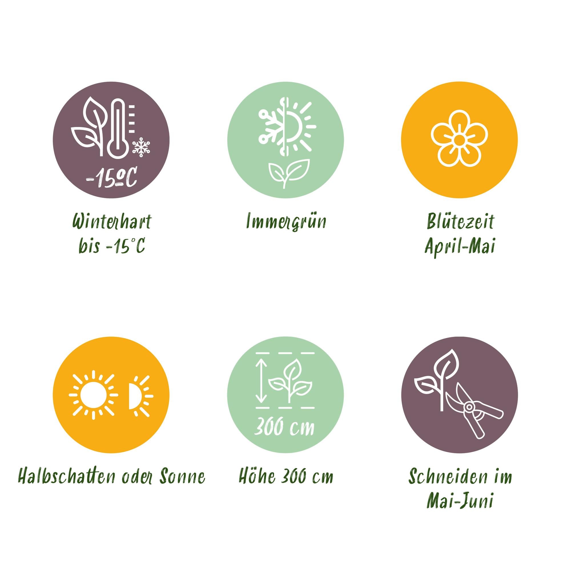 8 x Frühlingsduftblüte - Osmathus burkwoodii | 8 Pflanzen - 1 laufender Meter | Topf 9cm - Höhe 25-30cm
