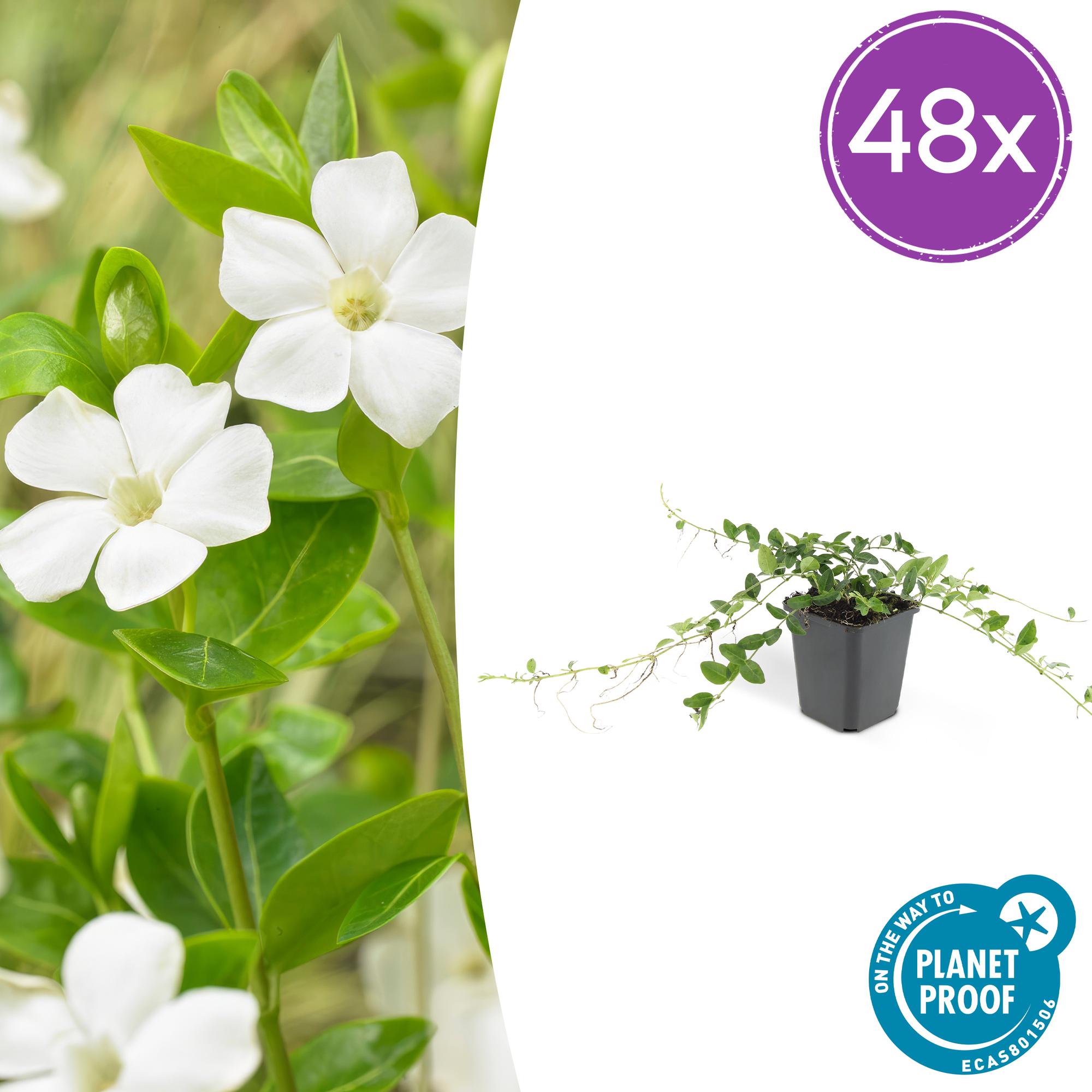 48x Kleinblütiges Immergrün - Vinca minor ‘Alba’ | 10-25 cm | Ø9 cm