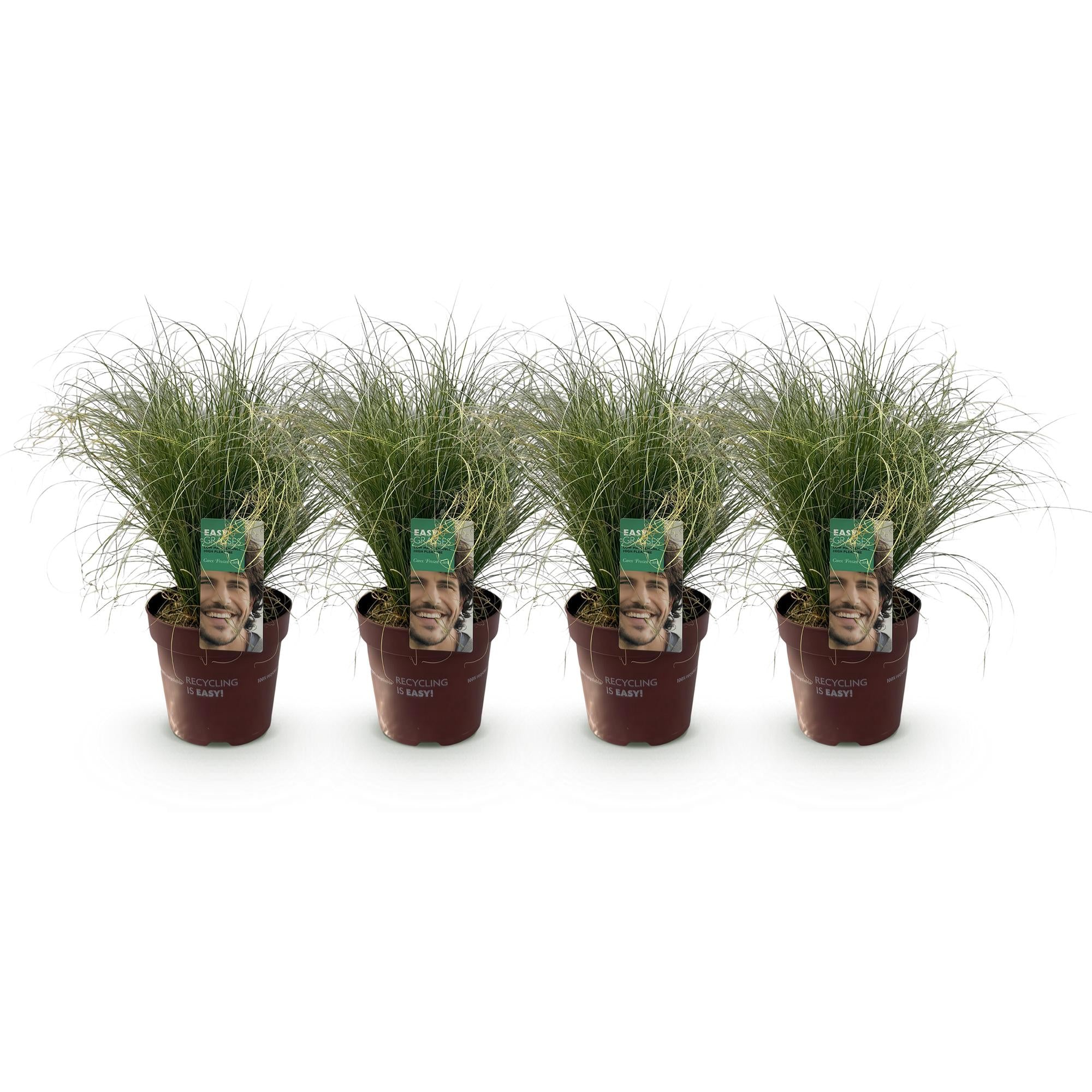 4x Japan-Segge - Carex comans Frosted Curls | 50 cm | Ø17 cm