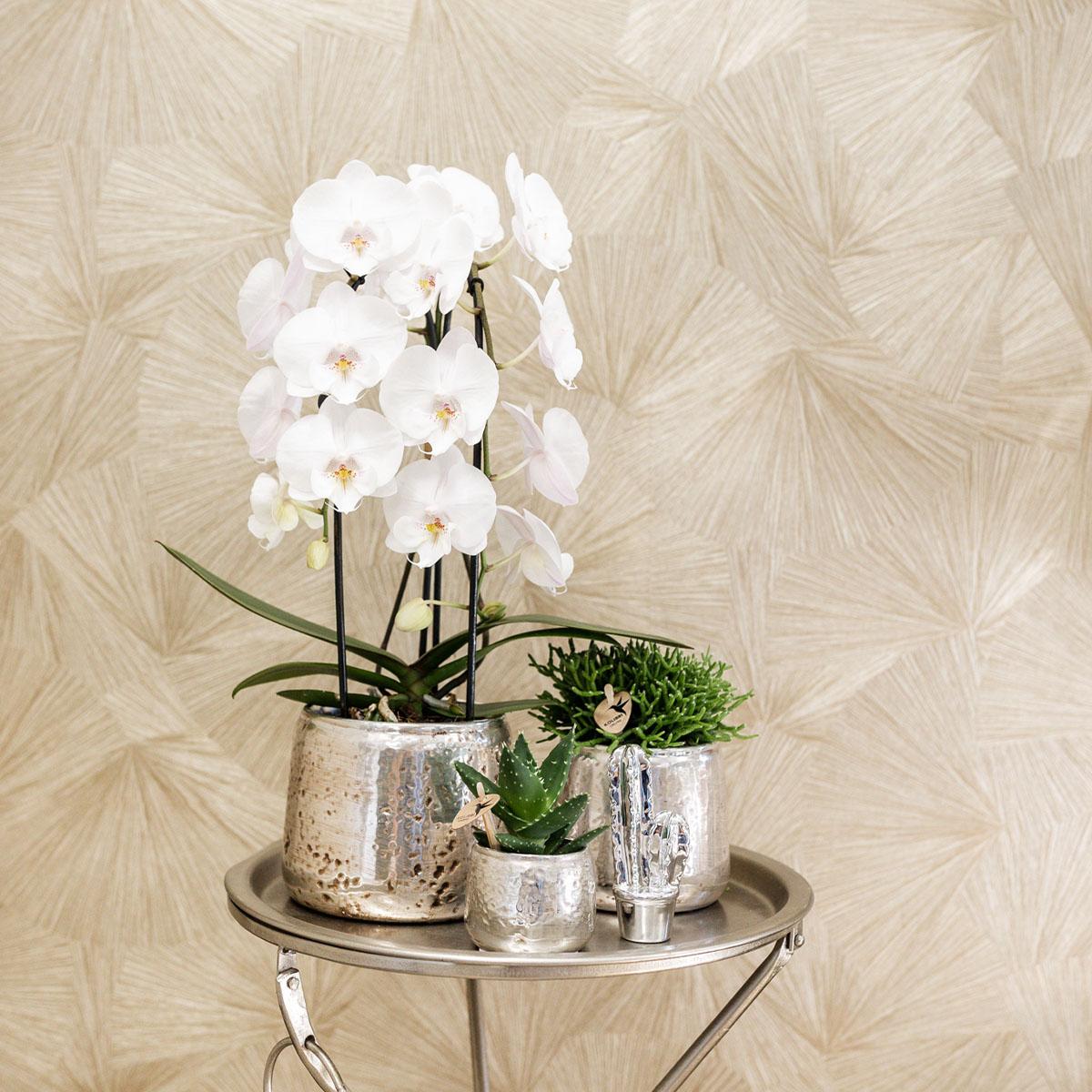 Weiße Phalaenopsis-Orchidee - Niagara Fall - Topfgröße Ø12cm | blühende Zimmerpflanze - frisch vom Züchter