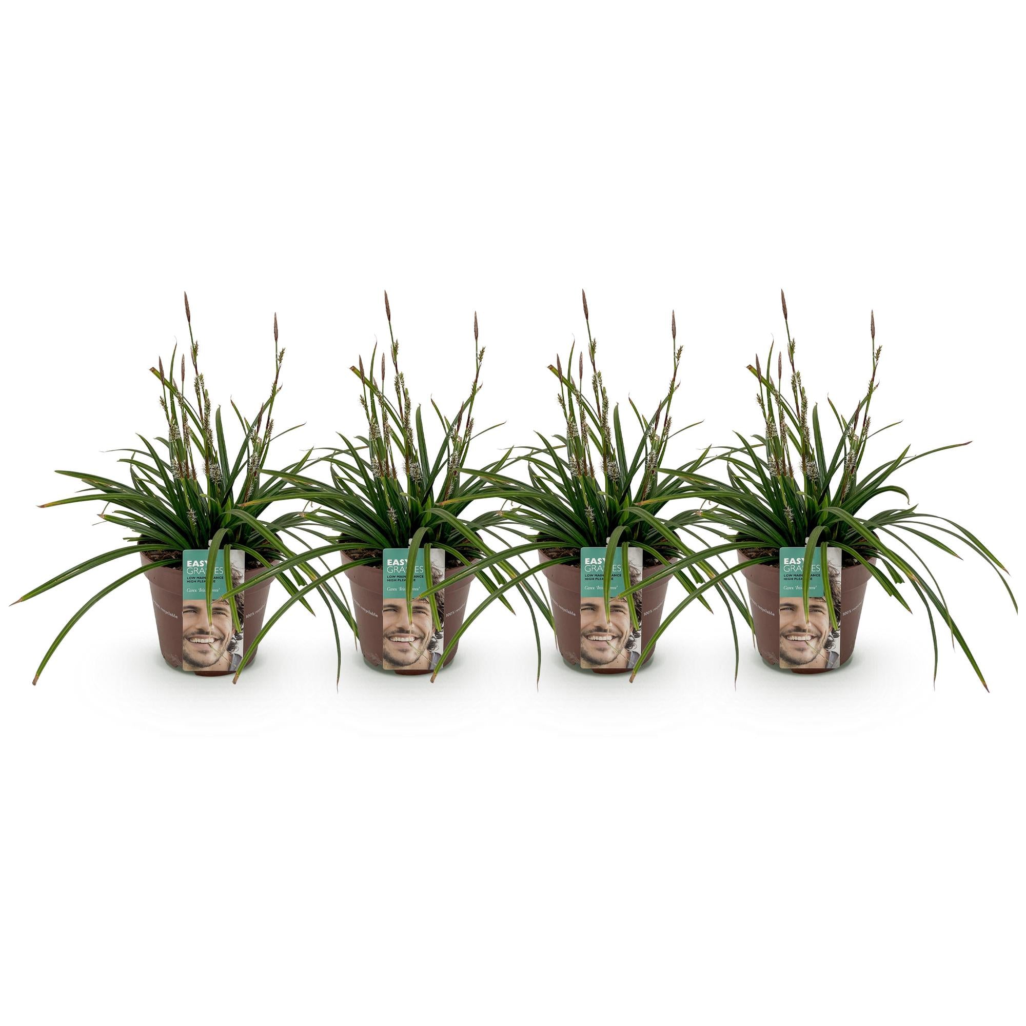 4x Japan-Segge - Carex morrowii Irish Green | 50 cm | Ø17 cm