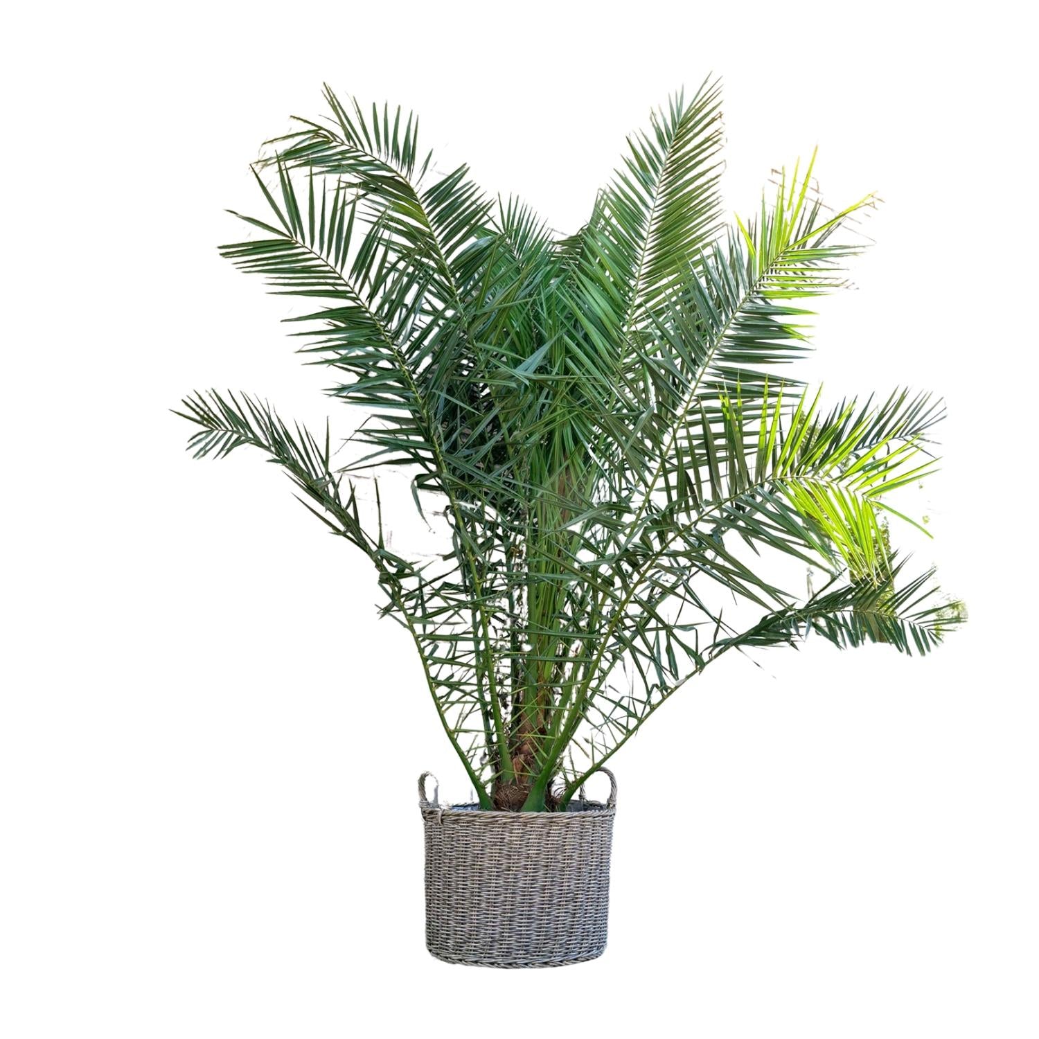 Kanarische Dattelpalme – Phoenix canariensis | 300cm | Ø50cm