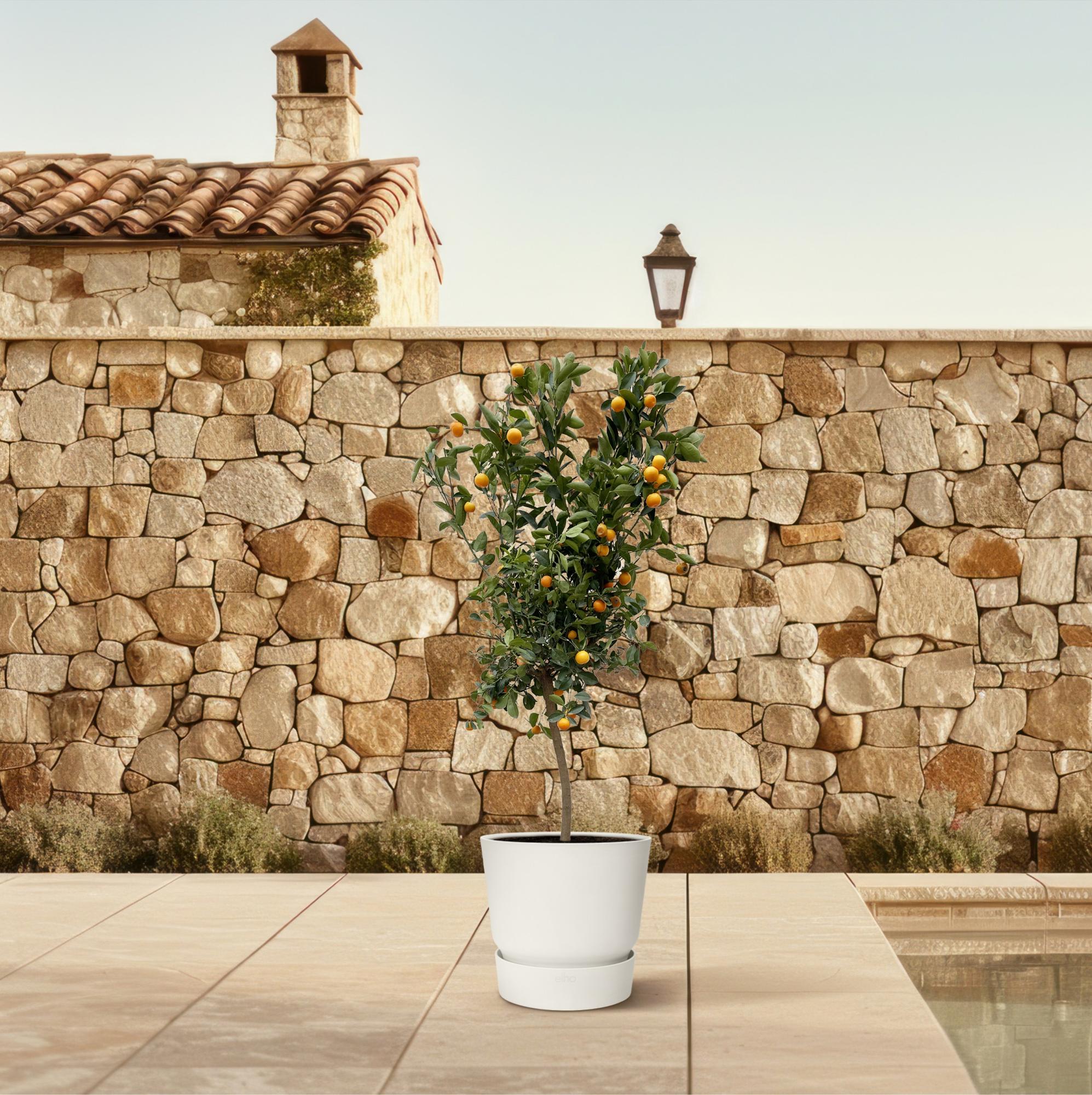 Calamondinbaum - Citrus Calamondin | 200 cm| Ø40 cm