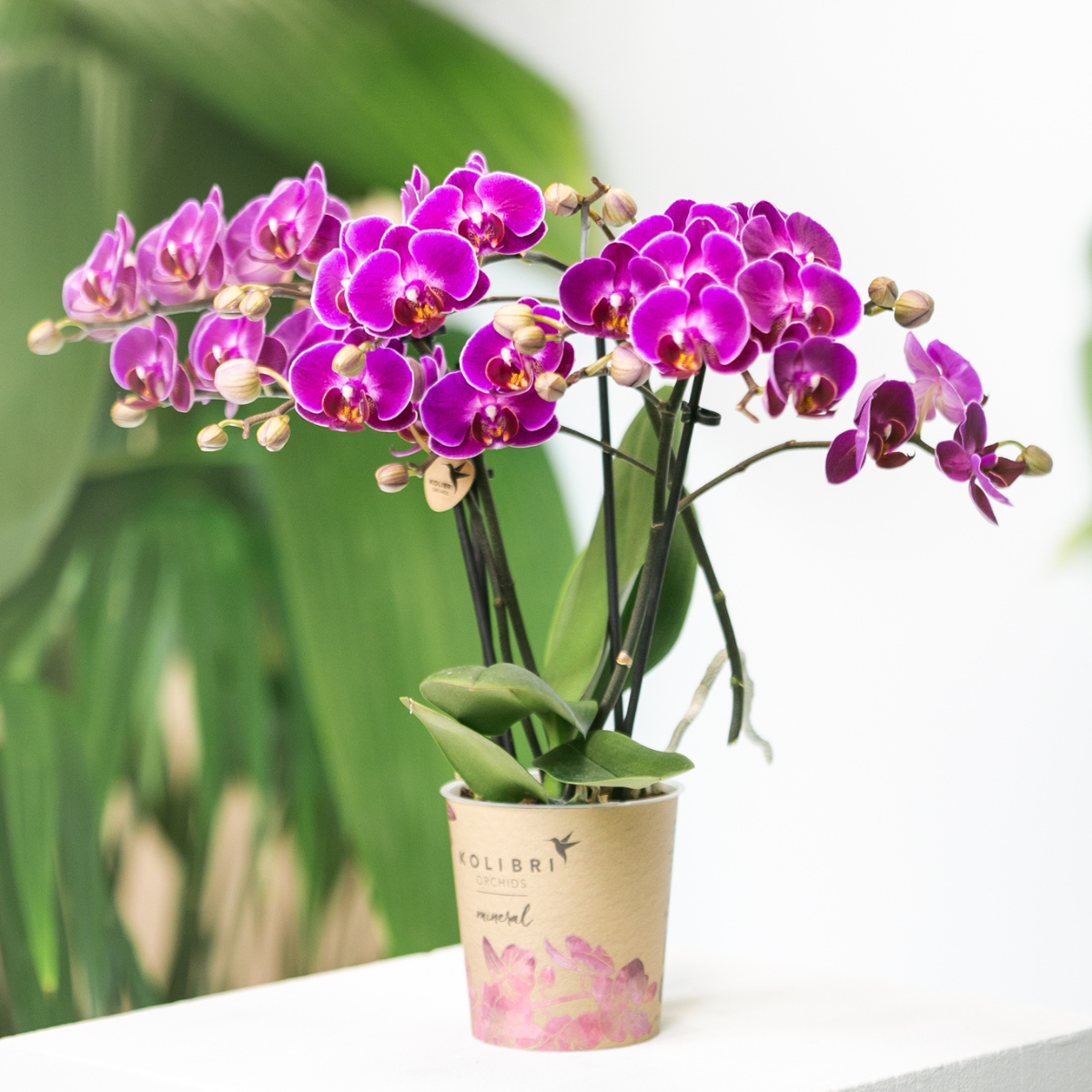 Lila Phalaenopsis Orchidee - Morelia - Topfgröße Ø9cm | blühende Zimmerpflanze - frisch vom Züchter