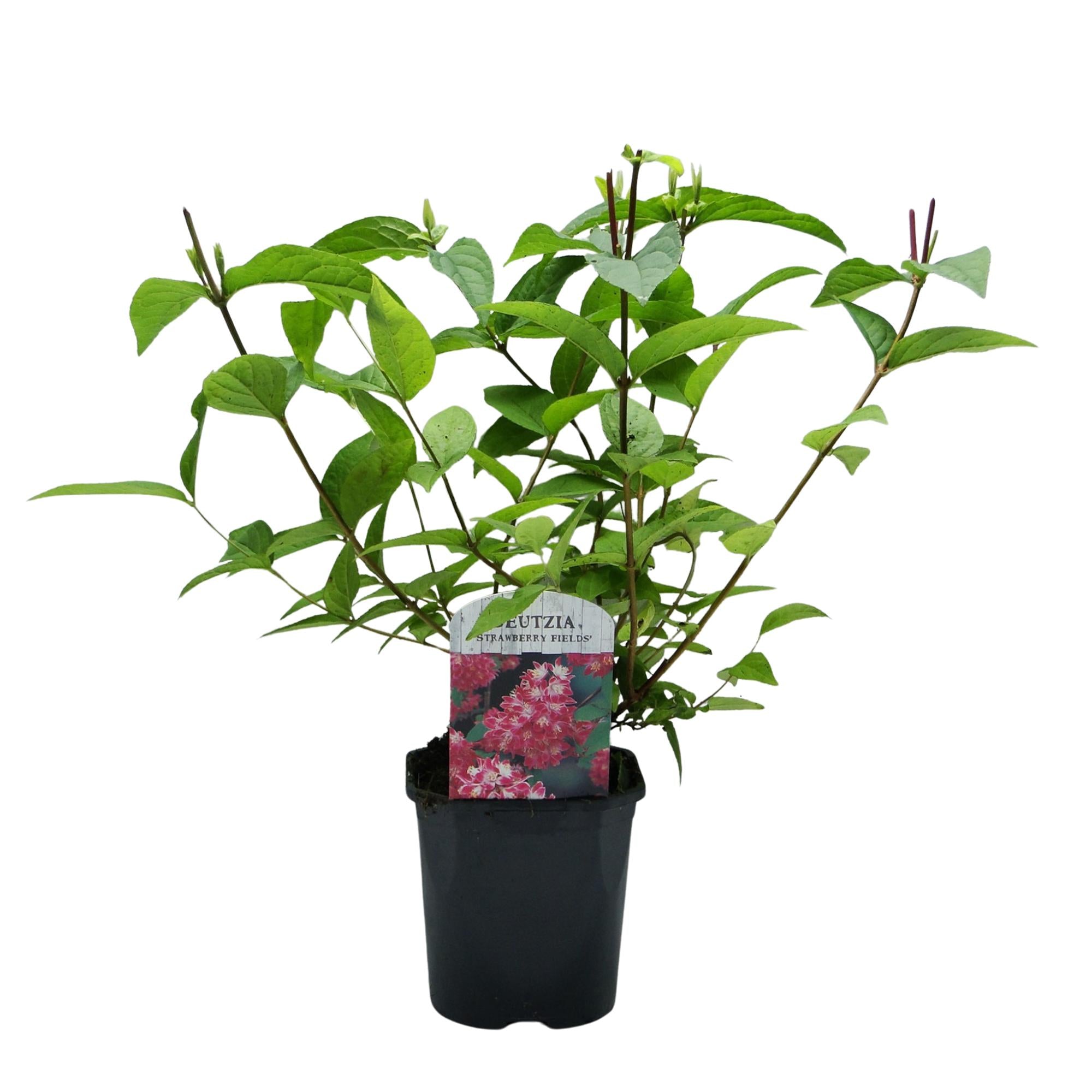 Sternchenstrauch - Deutzia hybrida Strawbery Fields | Topf 17cm Höhe 45cm