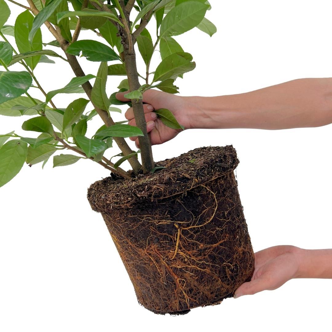 20x Große Kirschlorbeer - Rotundifolia | für 10 laufende Meter Hecke | Höhe: 125-150 cm