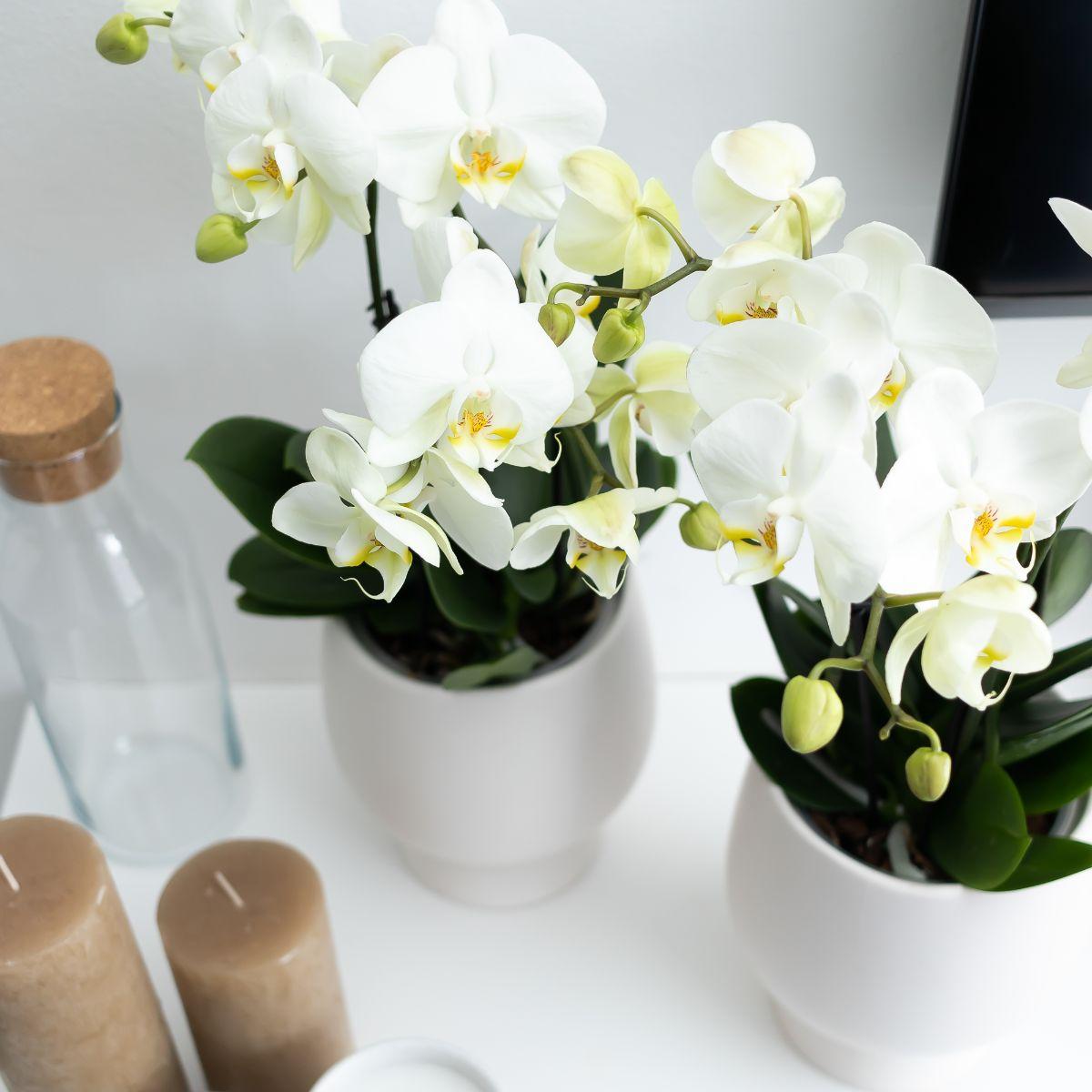 Weiße Phalaenopsis Orchidee Topfgröße - Jewel Ghent - Topfgröße Ø12cm | blühende Zimmerpflanze - frisch vom Züchter