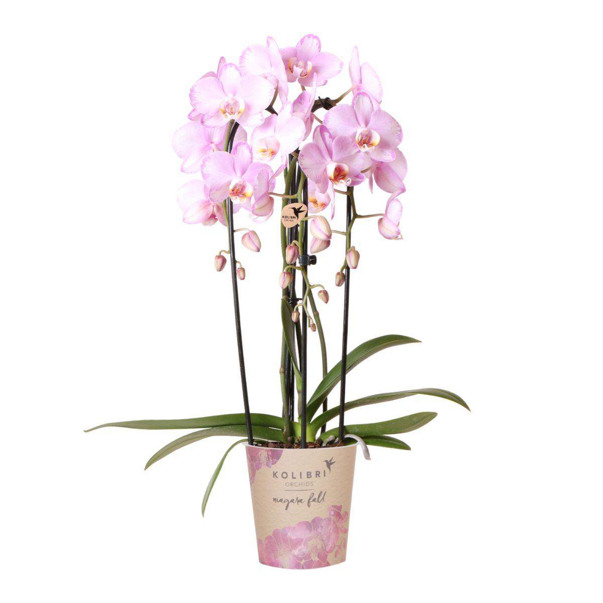 Rosa Phalaenopsis Orchidee - Niagara Fall - Topfgröße Ø12cm | blühende Zimmerpflanze - frisch vom Züchter