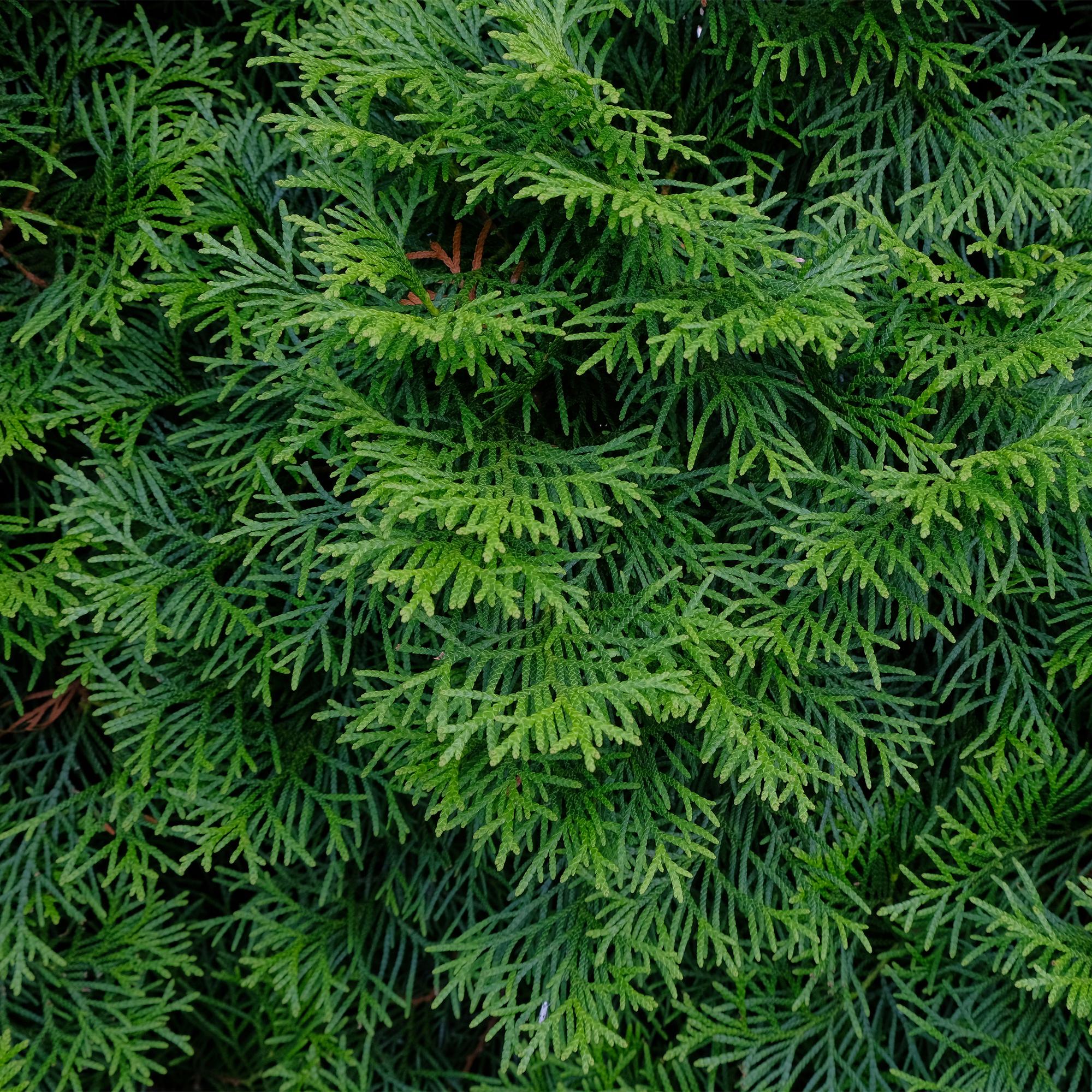6x Thuja - Thuja occidentalis Smaragd | 6 Pflanzen - 1 laufender Meter | Topf 17cm - Höhe 60cm