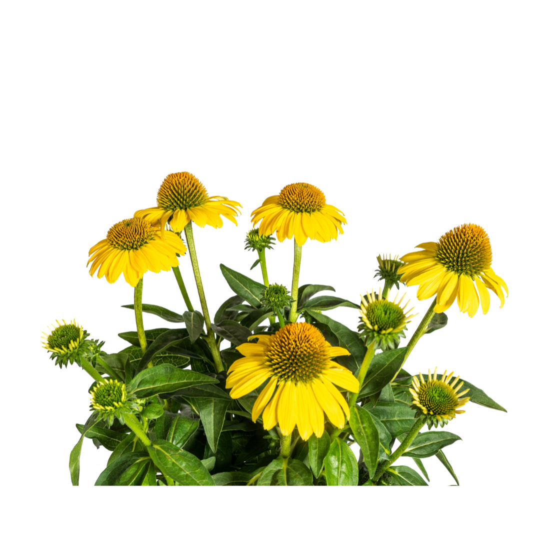 Purpur-Sonnenhut - Echinacea purpurea Yellow | 60-70 cm | Ø19 cm