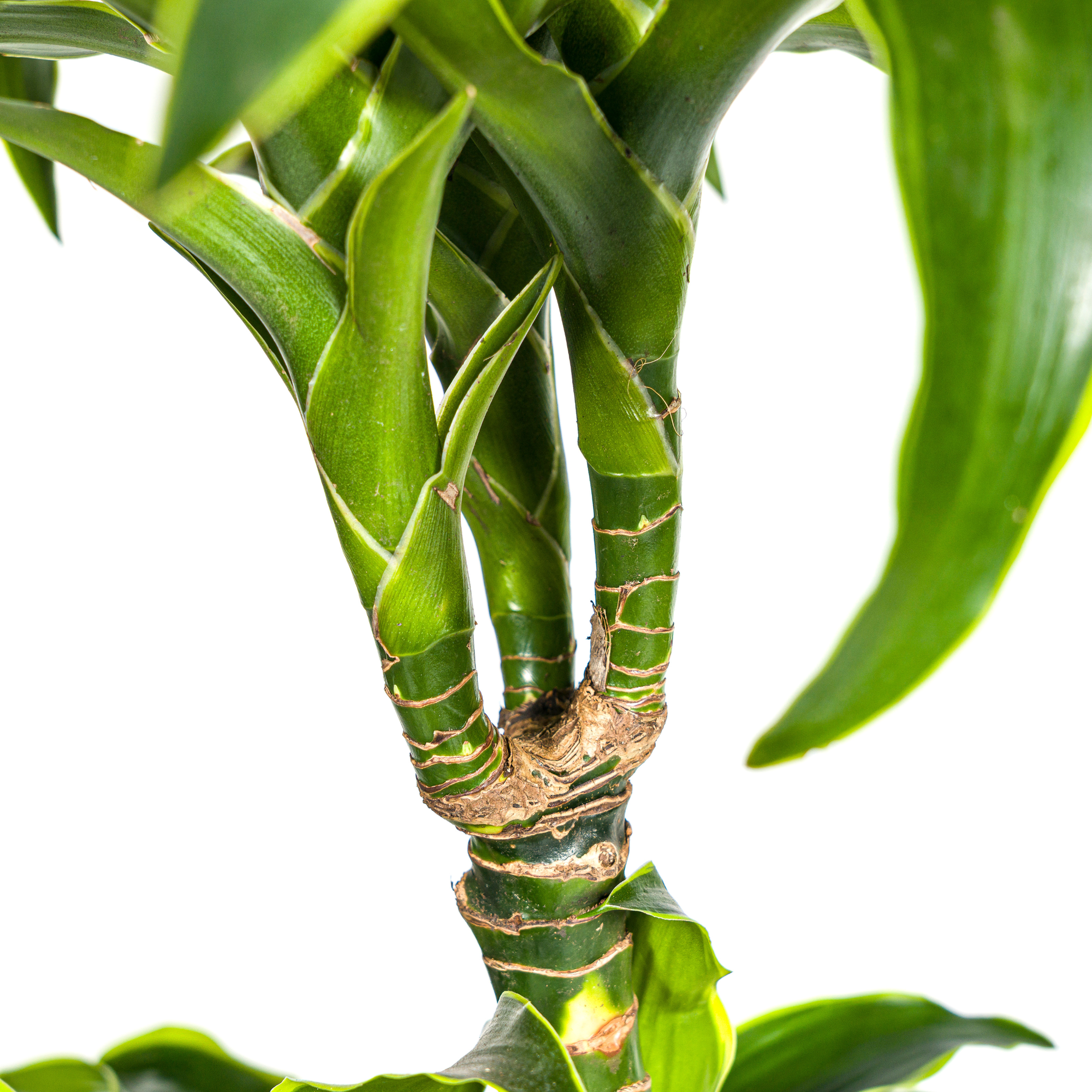 Goldener Drachenbaum - Dracaena Deremensis Dorado | 120 - 140cm | Ø24cm
