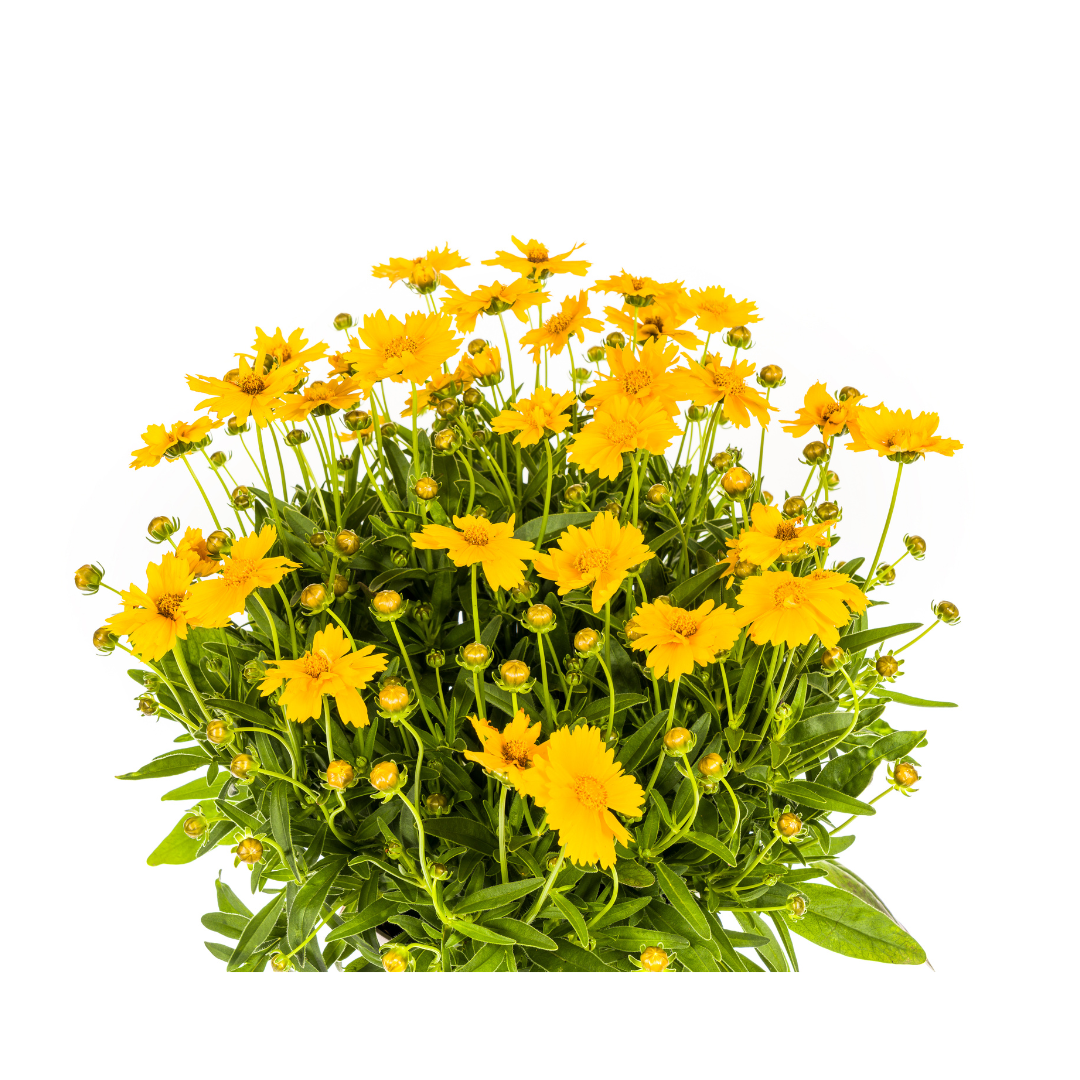 Großblumige Mädchenauge - Coreopsis grandiflora | 50-60 cm | Ø19 cm