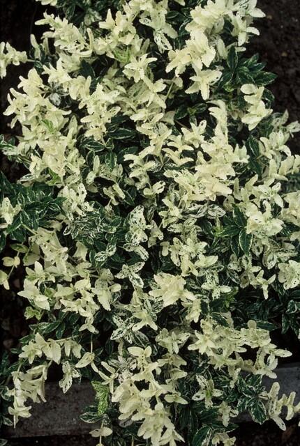 24x Bunter Spindelstrauch - Euonymus fort. 'Harlequin' | 10-25cm | Ø9cm