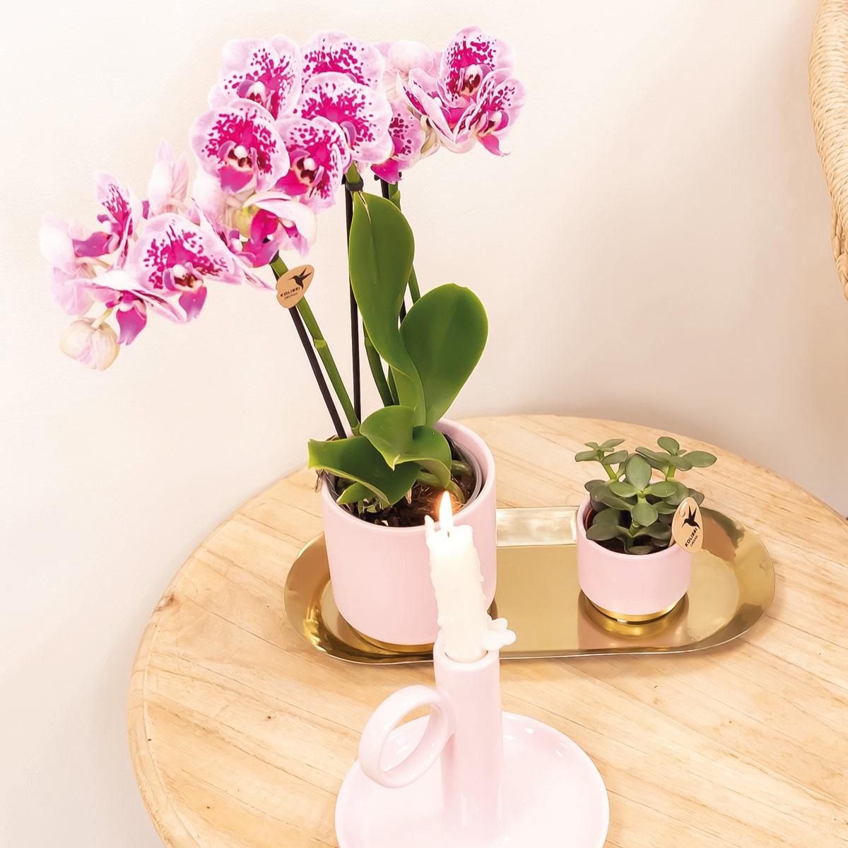 Rosa lila Phalaenopsis Orchidee - El Salvador - Topfgröße Ø9cm | blühende Zimmerpflanze - frisch vom Züchter