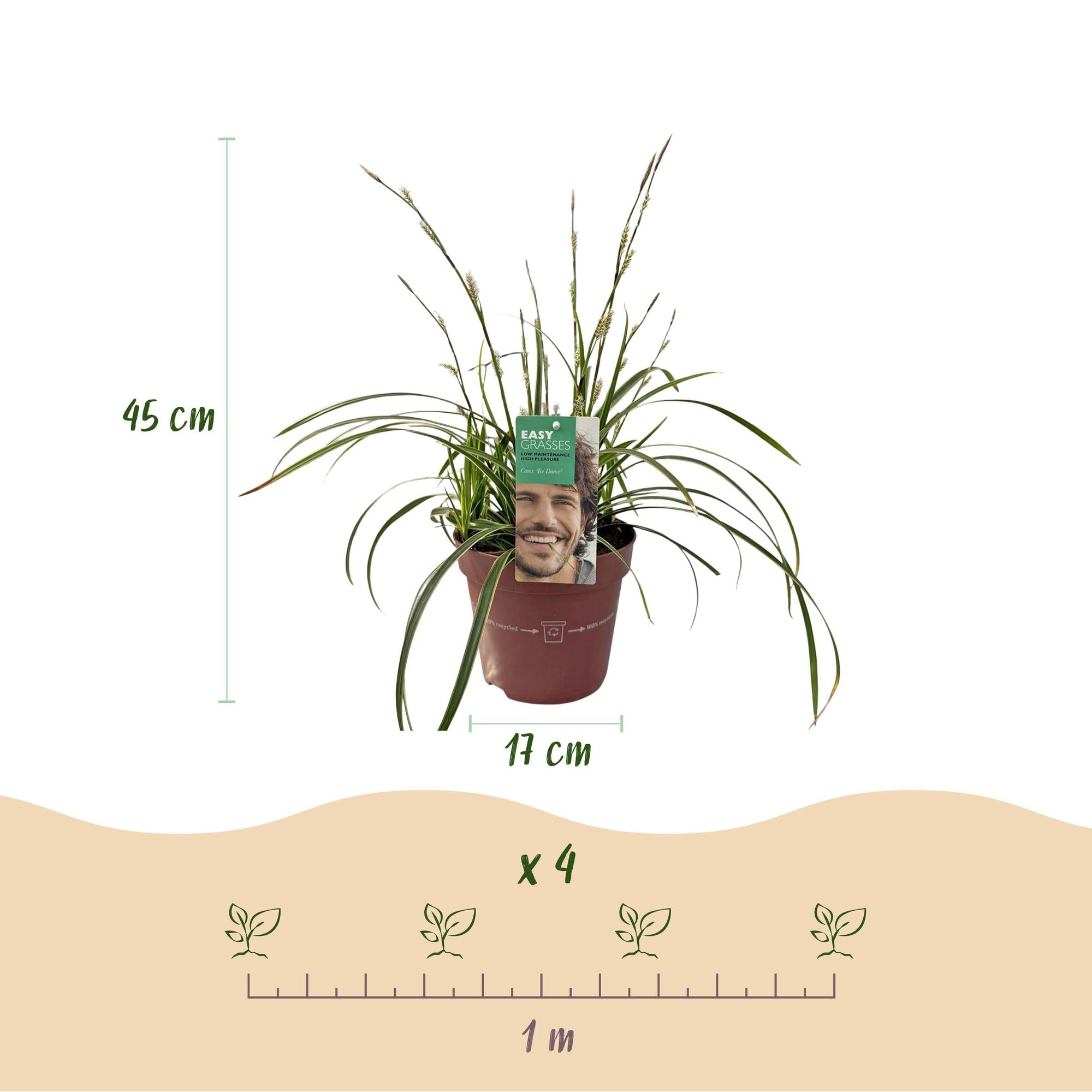 4x Japan-Segge - Carex morrowii Ice Dance | 50 cm | Ø17 cm