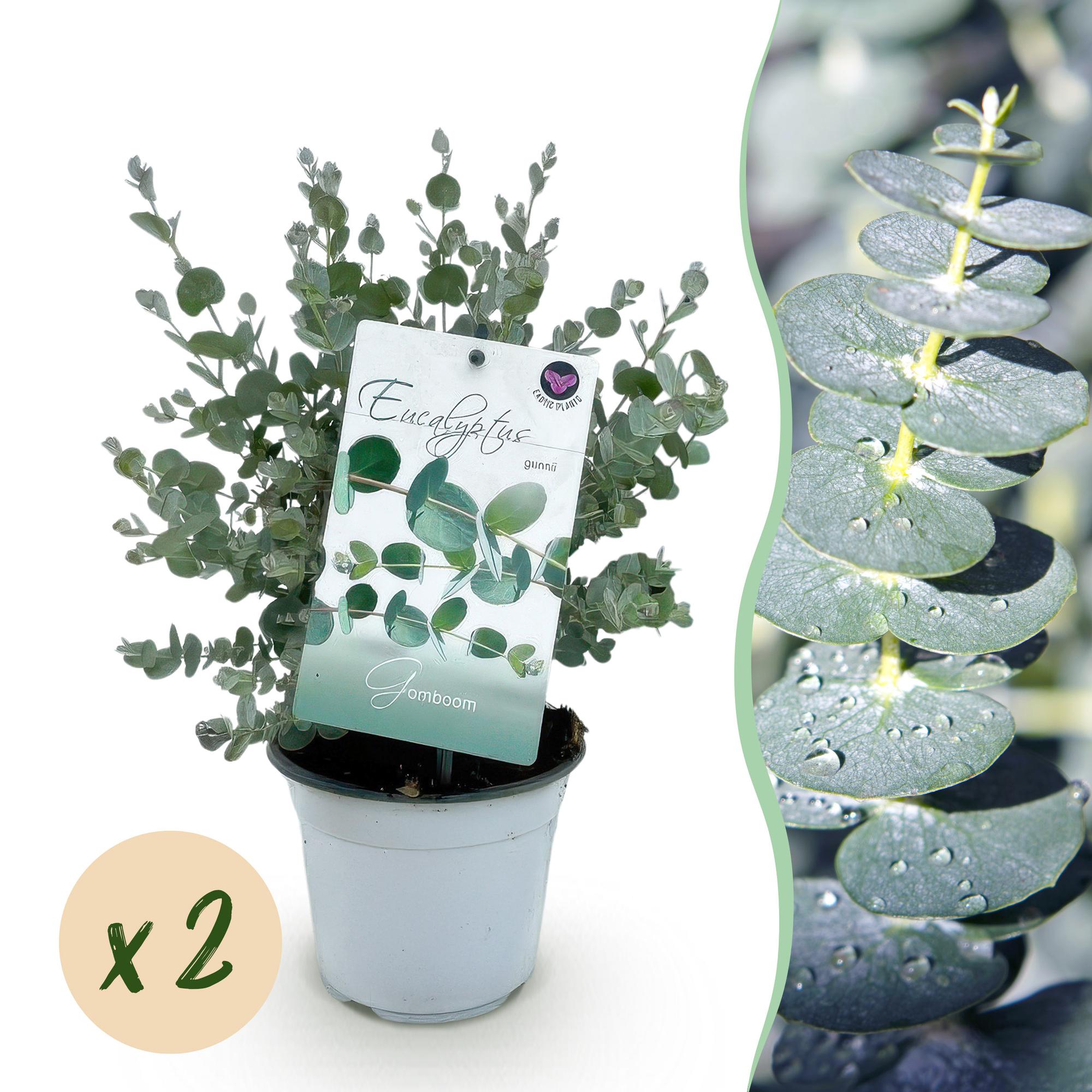 2x Eukalyptusbaum – Eukalyptus gunnii | Ø14 cm | 30 cm