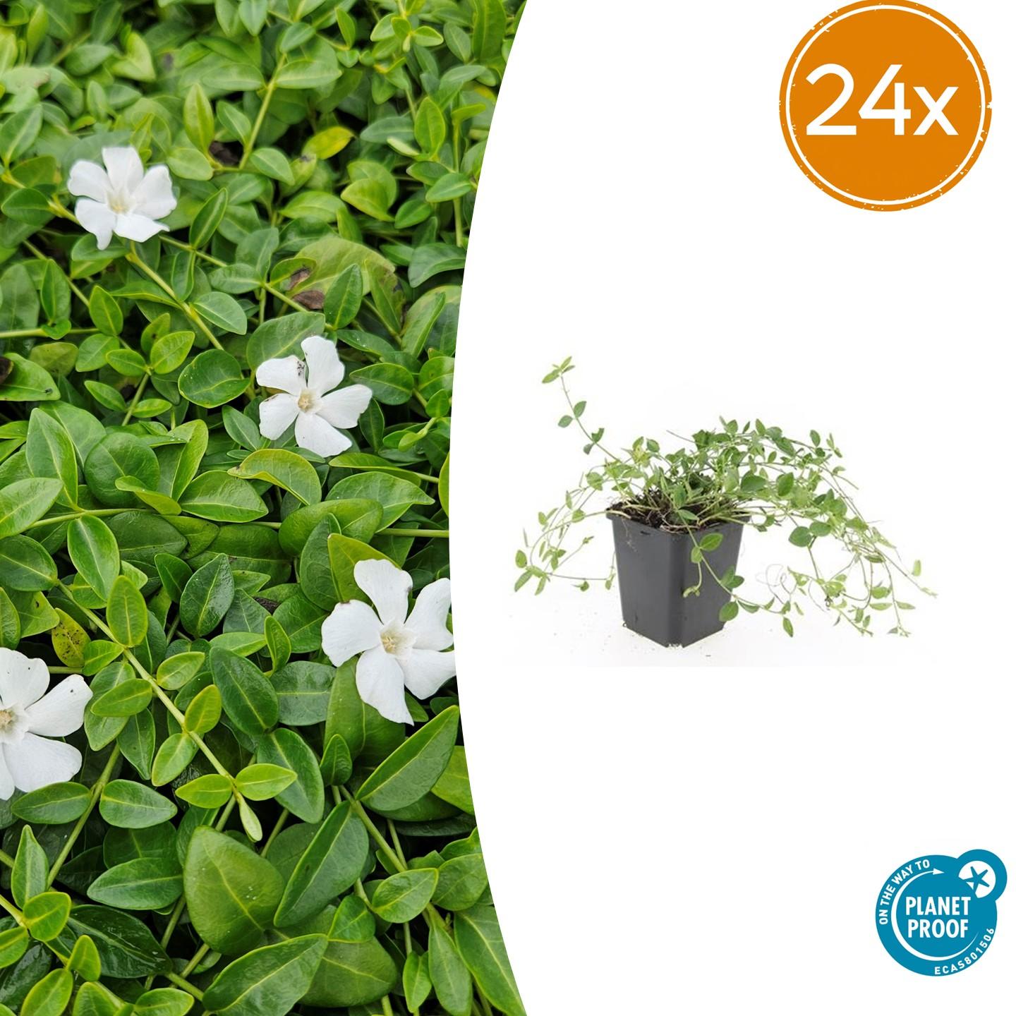 24x Kleinblütiges Immergrün - Vinca minor 'Gertrude Jekyll' | 10-25 cm | Ø9 cm