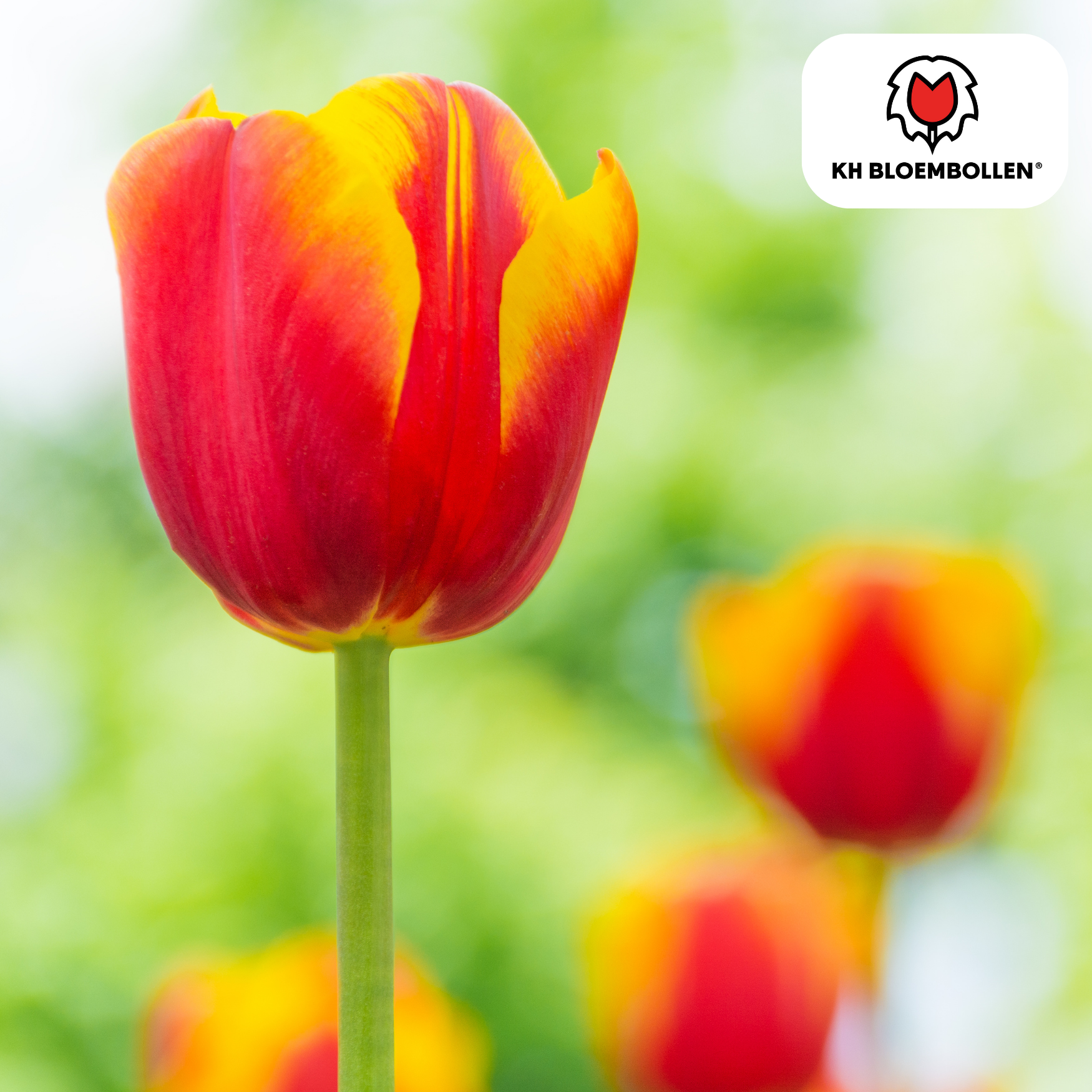 Tulpe Dow Jones – Tulipa Dow Jones | ca. 45–55 cm | 20 Zwiebeln Größe 11/12