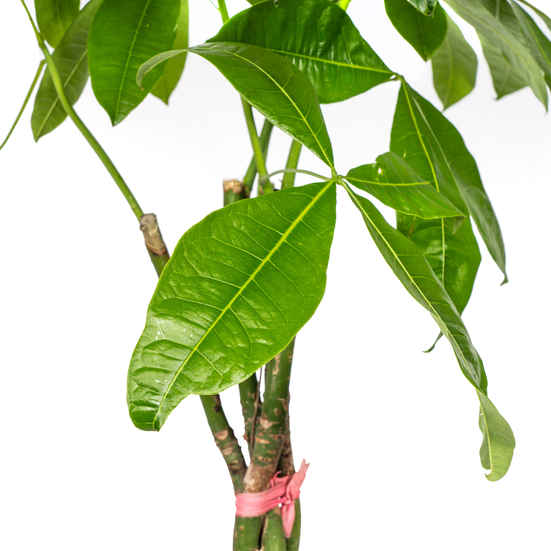 Glückskastanie - Geldbaum - Pachira Aquatica | 120 - 140cm | Ø24cm