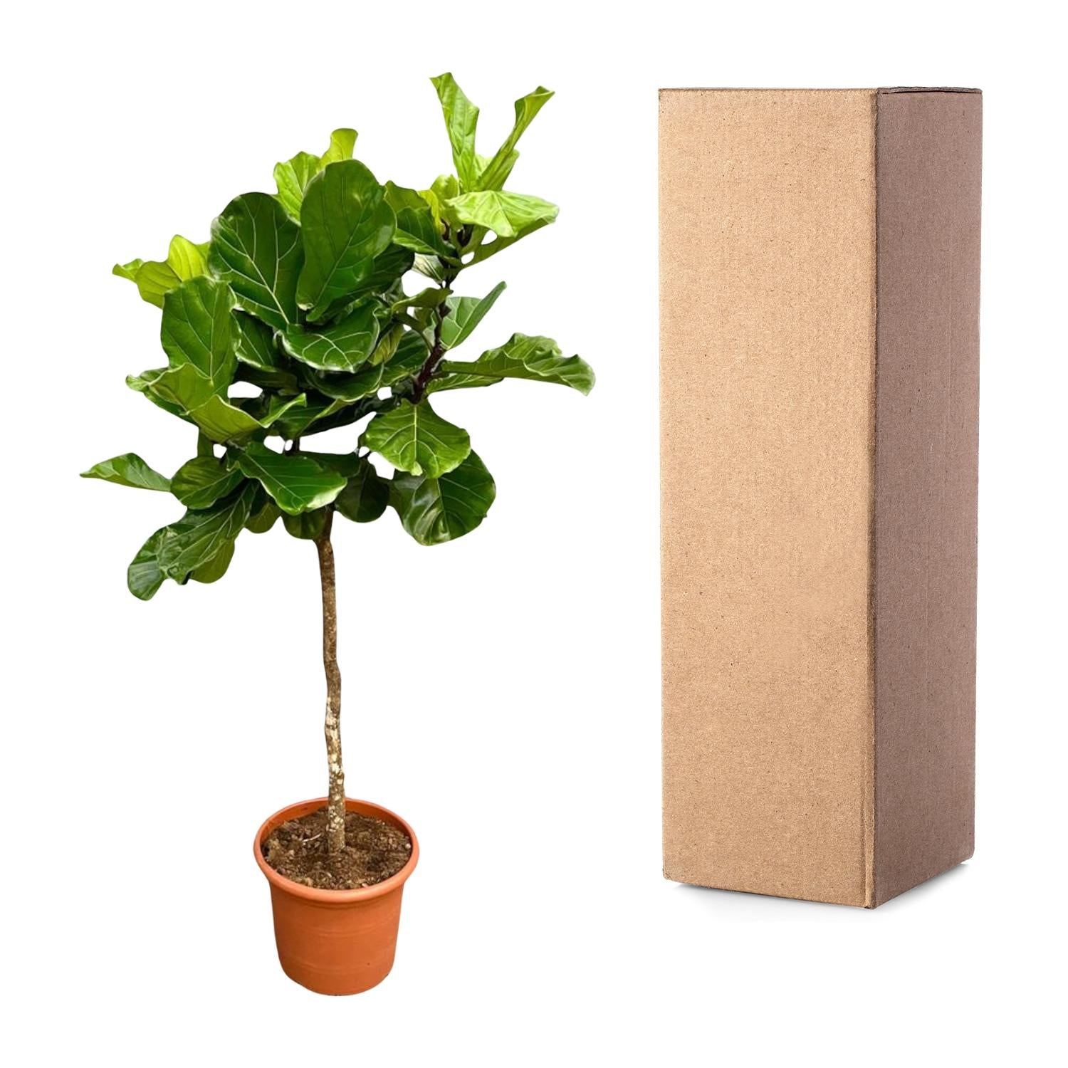 Ficus Lyrata - Geigenfeige XXL | 200 cm | Ø40 cm