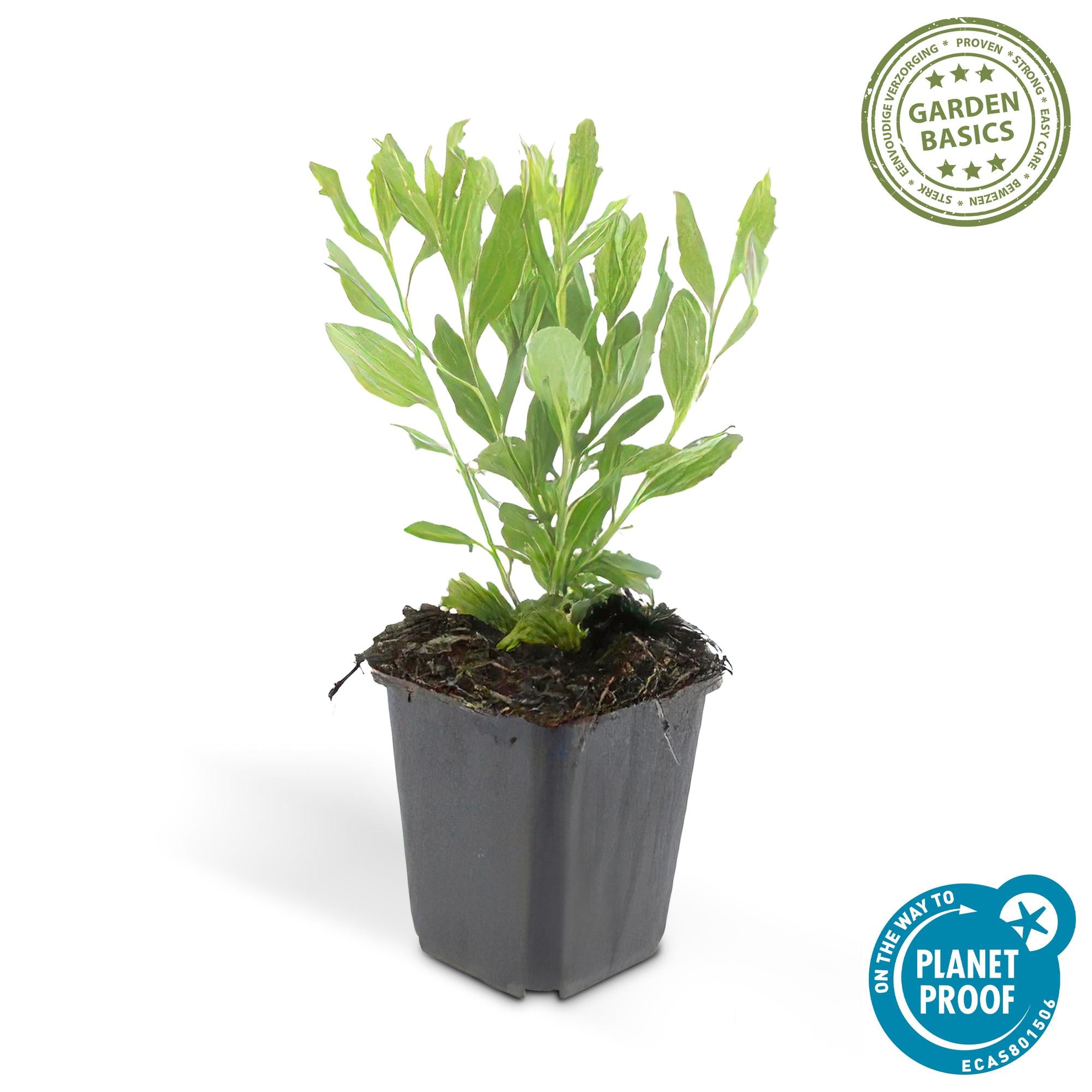 48x Herbstaster - Aster ageratoides 'Ashvi' | 10-25cm | Ø9cm