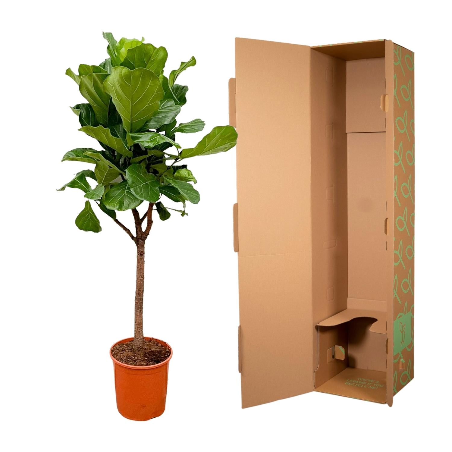 Geigen-Feige Baum – Ficus Lyrata | 180 cm | Ø30 cm