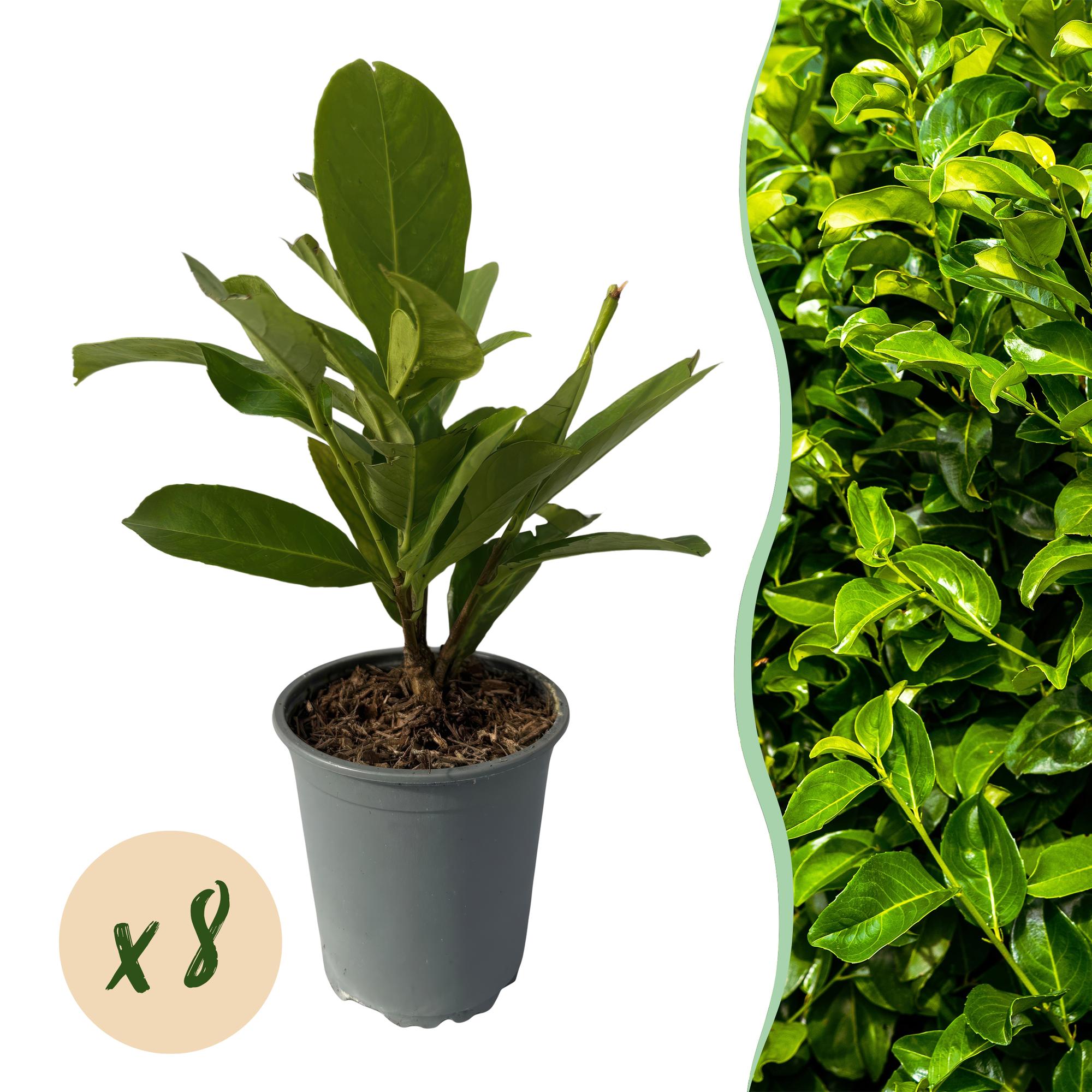 8x Großblättriger Kirschlorbeer - Prunus laurocerasus Rotundifolia | 8 Pflanzen - 1 laufender Meter | Topf 9cm - Höhe 30-35cm