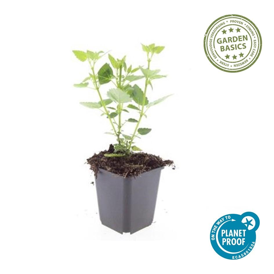 24x Duftnessel - Agastache 'Blue Fortune' | 10-25cm | Ø9cm