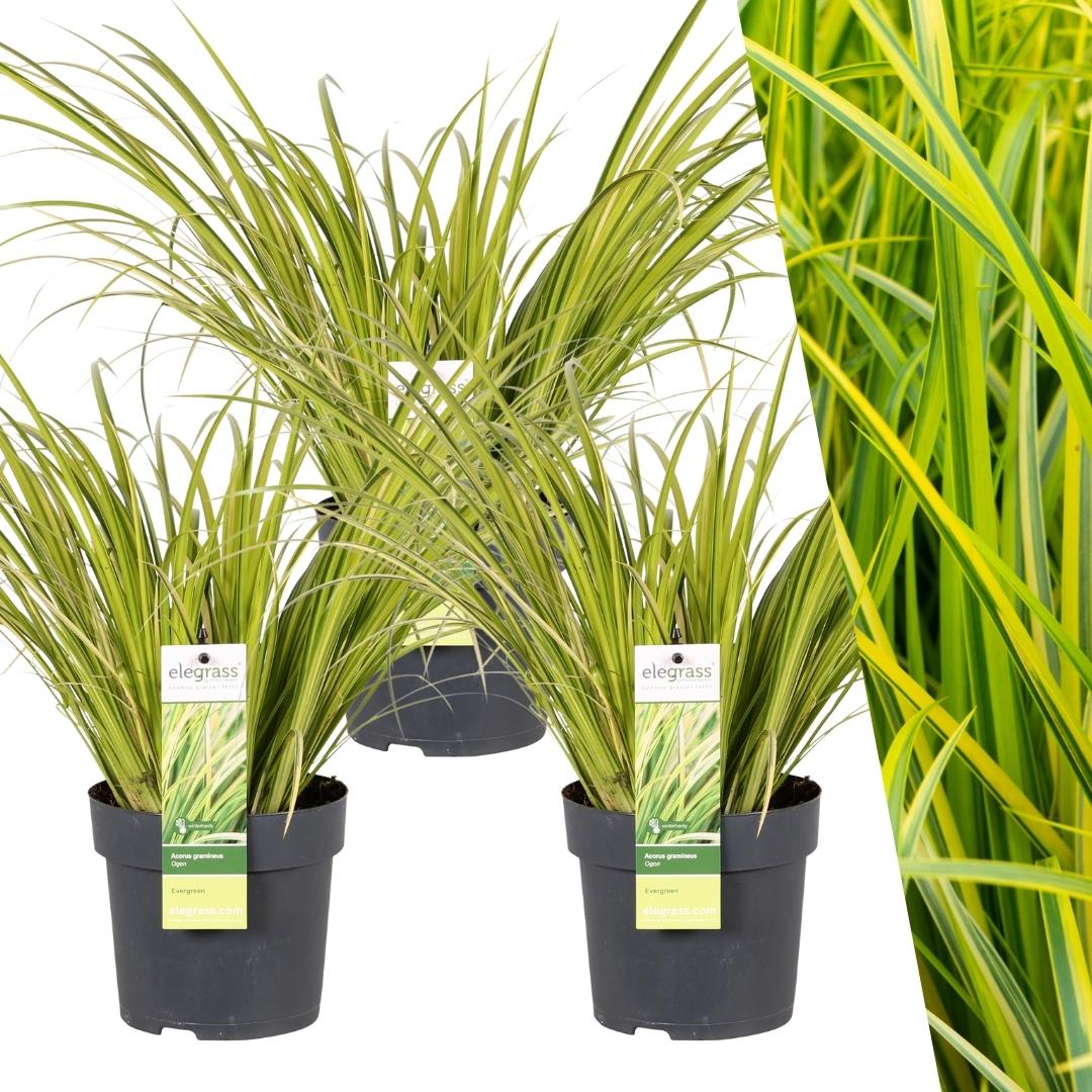 3x Japanischer Gold-Süßgras – Acorus gramineus 'Ogon' | 30 cm | Topfdurchmesser 14 cm