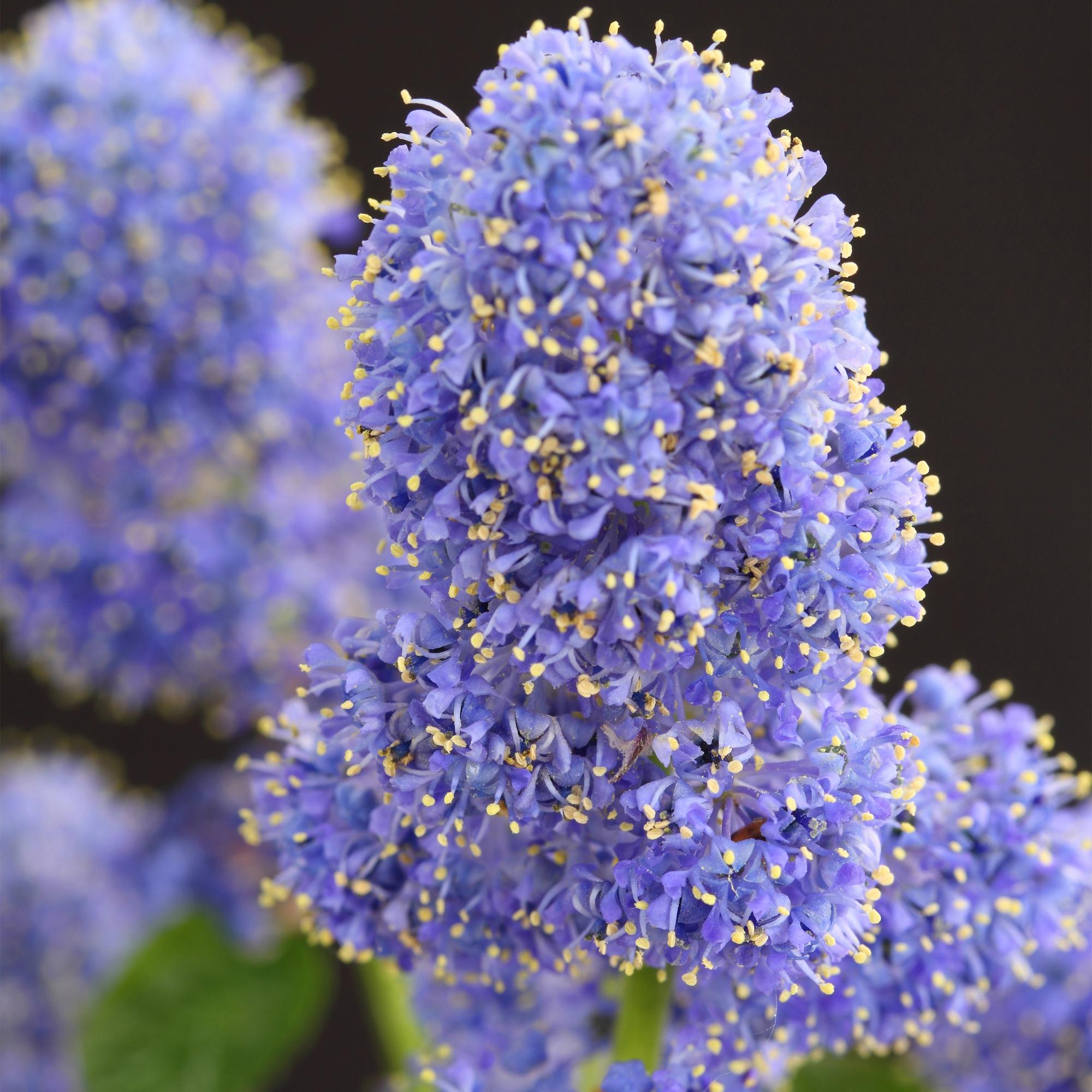 Kalifornischer Flieder – Ceanothus thyrsiflorus 'Repens' | 90 cm | Topfdurchmesser 19 cm