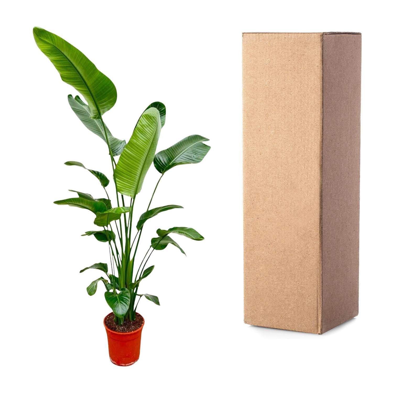 Strelitzia Nicolai - Weiße Paradiesvogelblume | 190 cm | Ø27 cm
