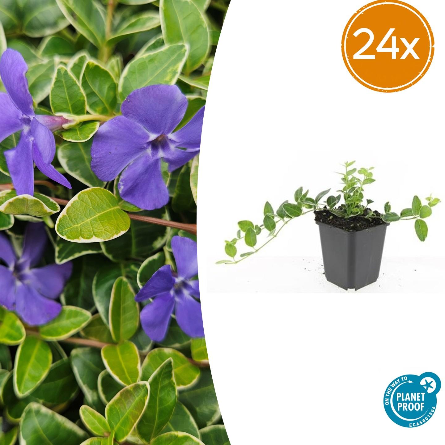 24x Kleinblütiges Immergrün - Vinca minor 'Ralph Shugert' | 10-25 cm | Ø9 cm