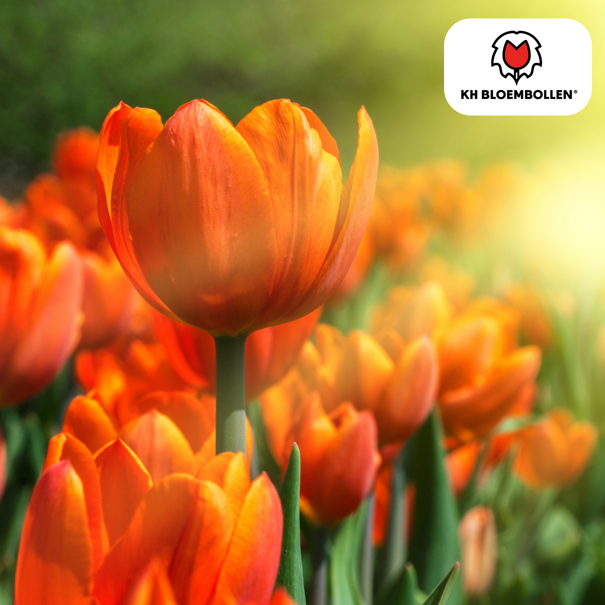 Tulpenzwiebeln Icoon – 20 Stück | Größe 11/12