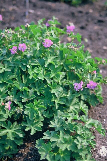24x Kantabrischer Storchschnabel - Geranium cant. 'Cambridge' | 10-25cm | Ø9cm