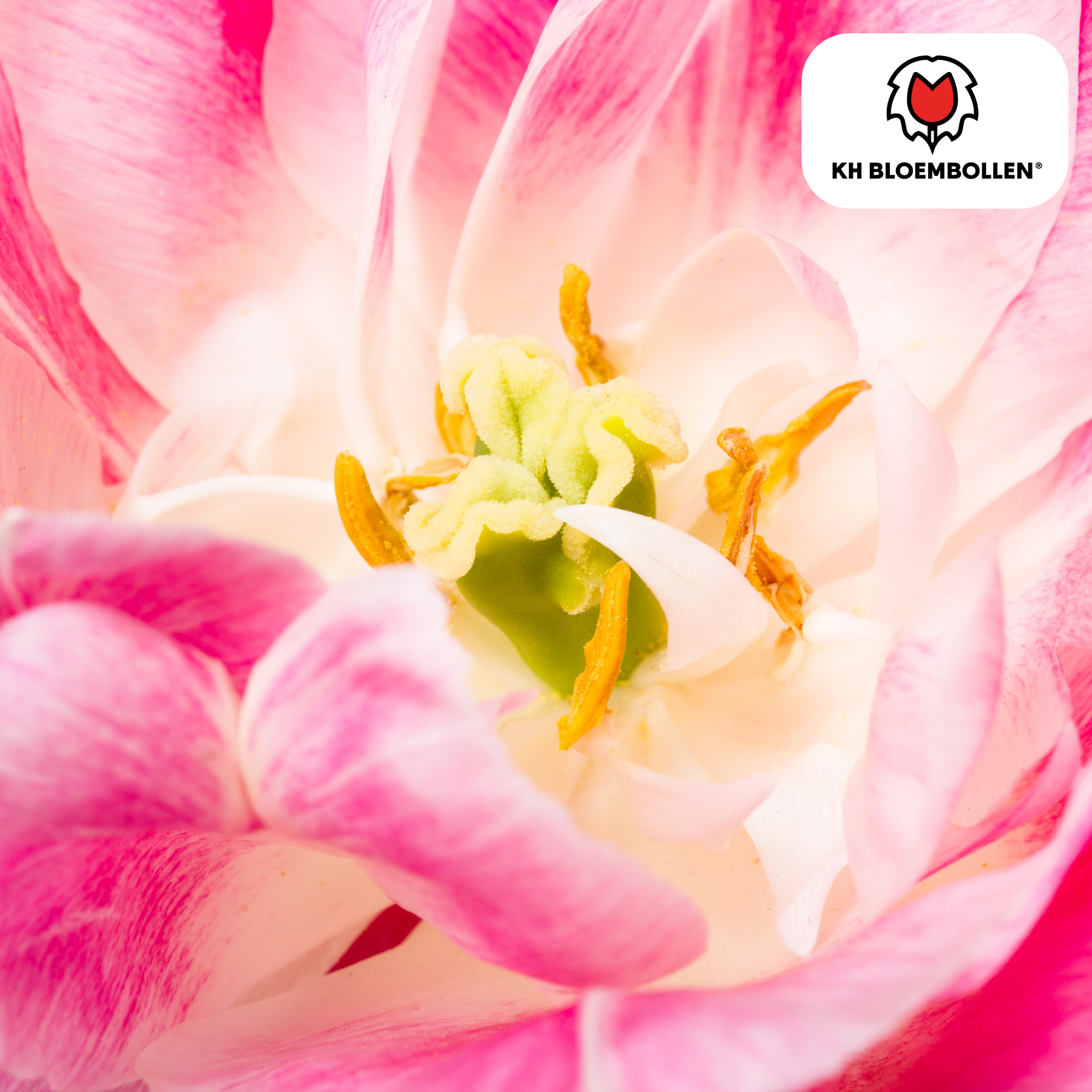 Tulpenzwiebeln Columbus – 20 Stück |Größe 11/12