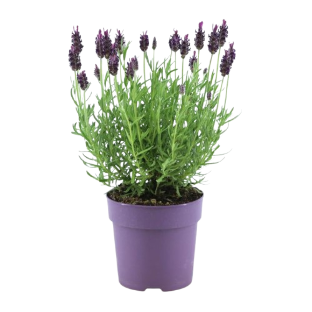 6x Lavendel - Lavandula stoechas Anouk® | 12 cm