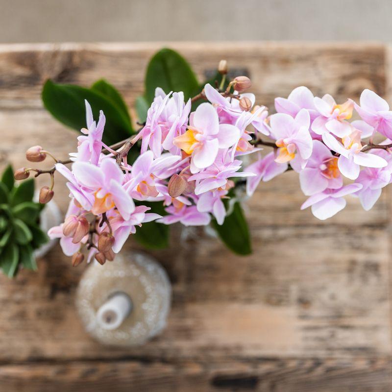 Rosa Phalaenopsis Orchidee - Andorra - Topfgröße Ø9cm | blühende Zimmerpflanze - frisch vom Züchter