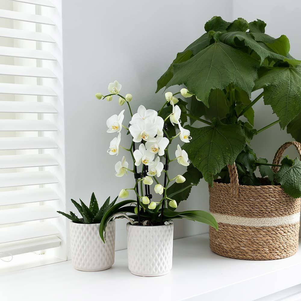Weiße Phalaenopsis-Orchidee - Niagara Fall - Topfgröße Ø9cm | blühende Zimmerpflanze - frisch vom Züchter