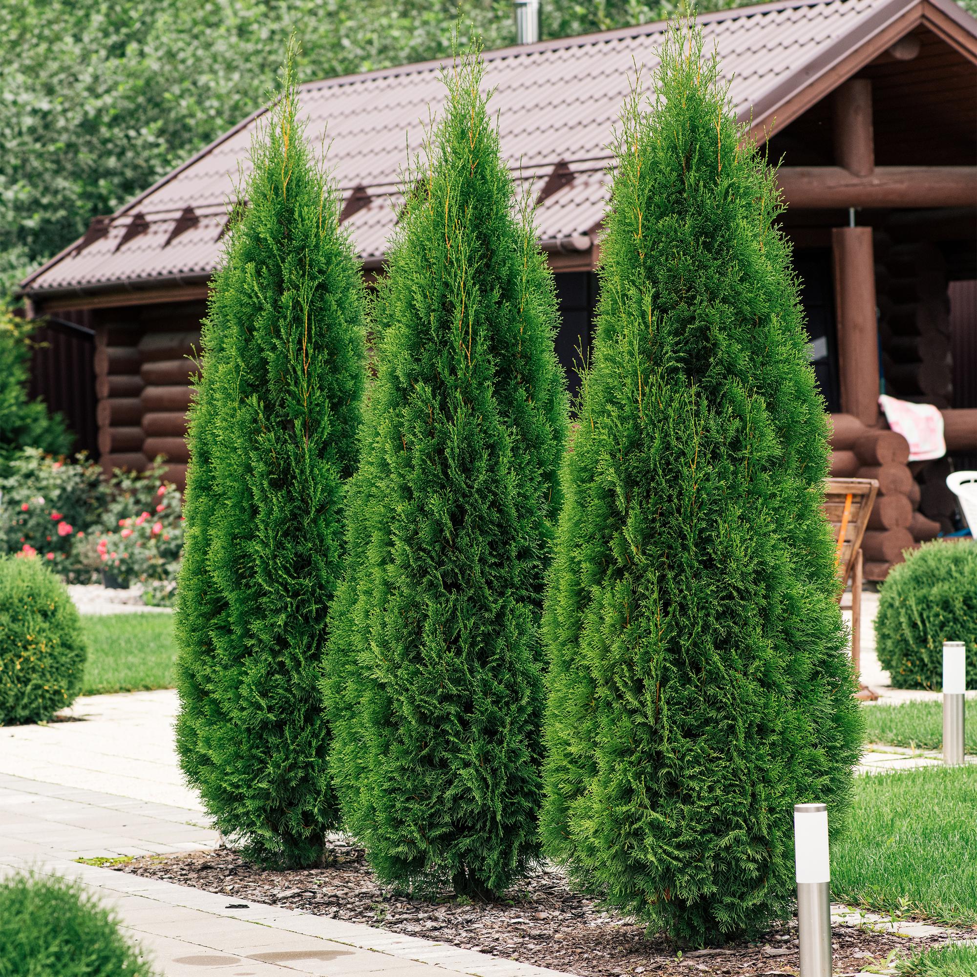 6x Thuja - Thuja occidentalis Smaragd | 6 Pflanzen - 1 laufender Meter | Topf 17cm - Höhe 60cm