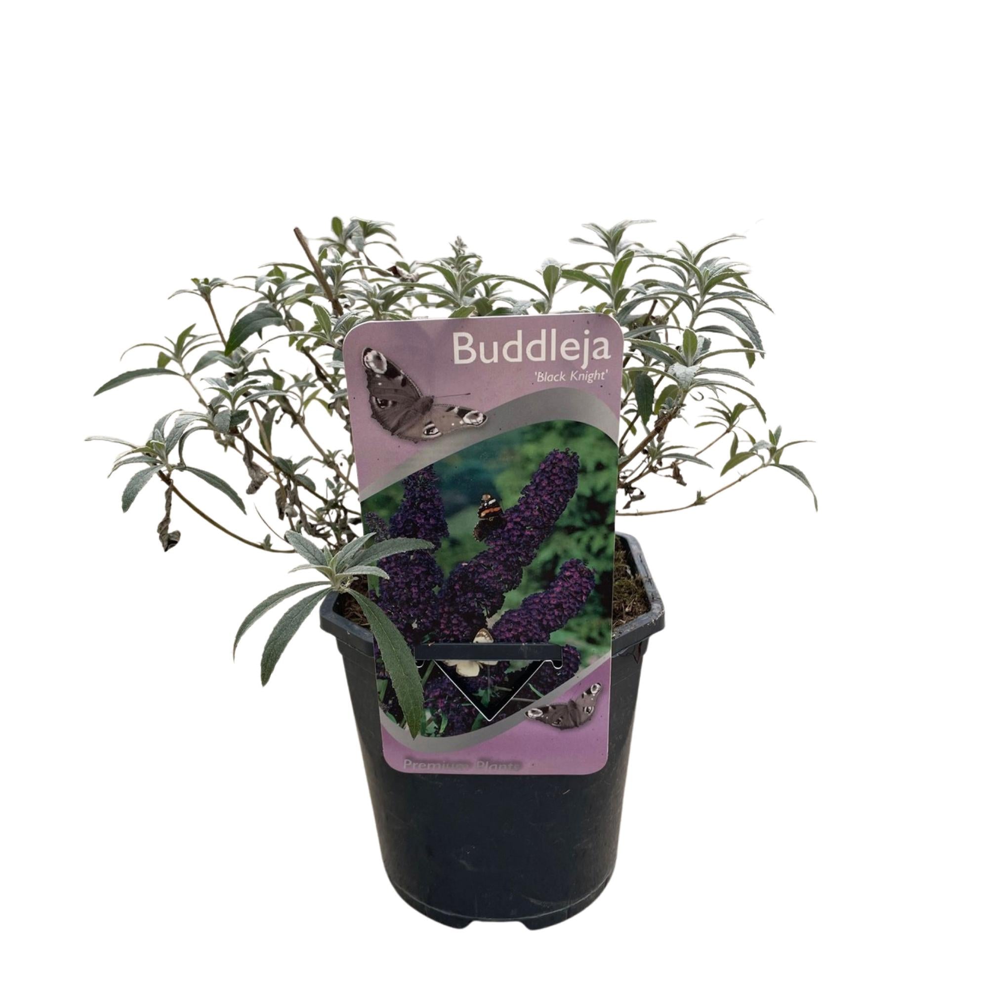 Sommerflider - Schmetterlingsstrauch - Buddleja davidii Purple Emperor | Topf 17cm Höhe 25cm