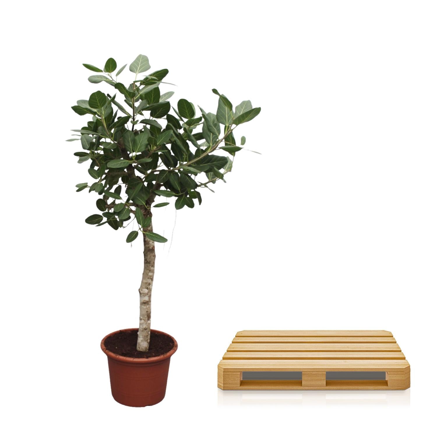 XXL Banyanbaum - Ficus Benghalensis | 200 cm | Ø50 cm