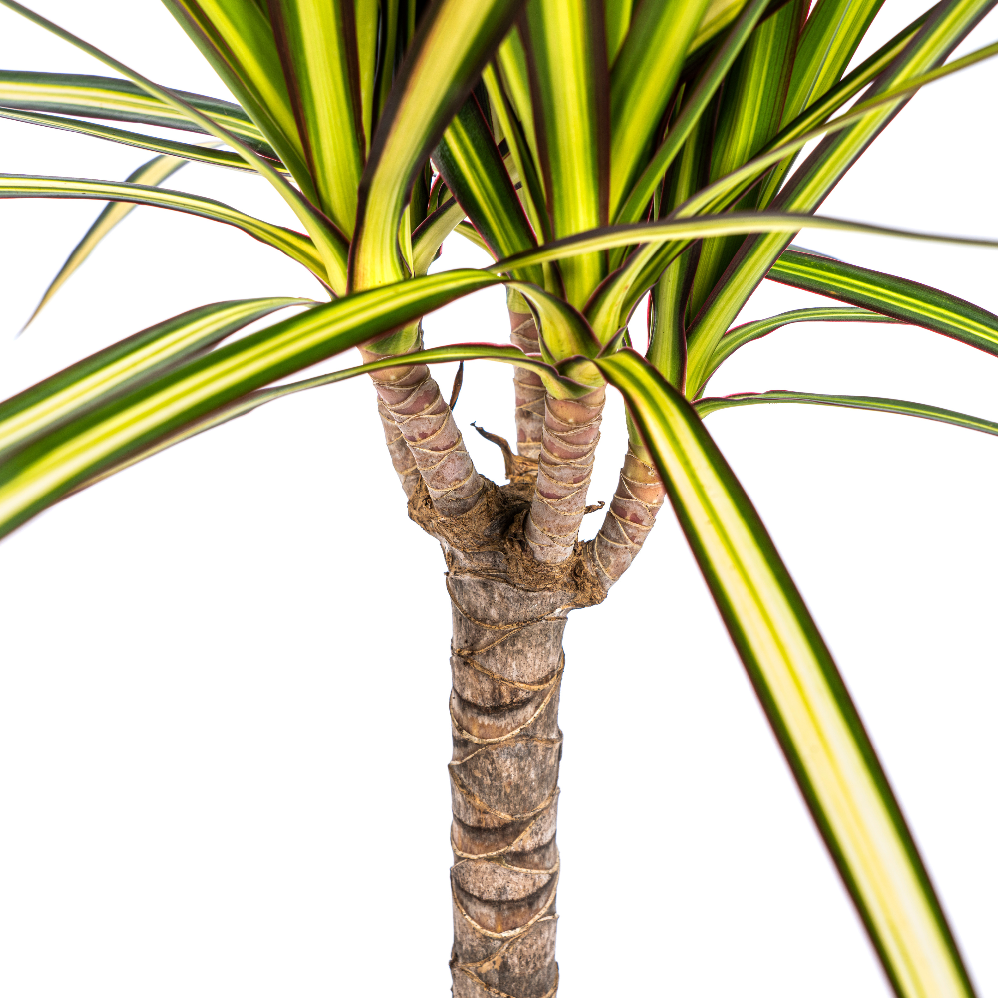 Drachenbaum - Dracaena Marginata Sunray  | 60 - 80cm | Ø17cm