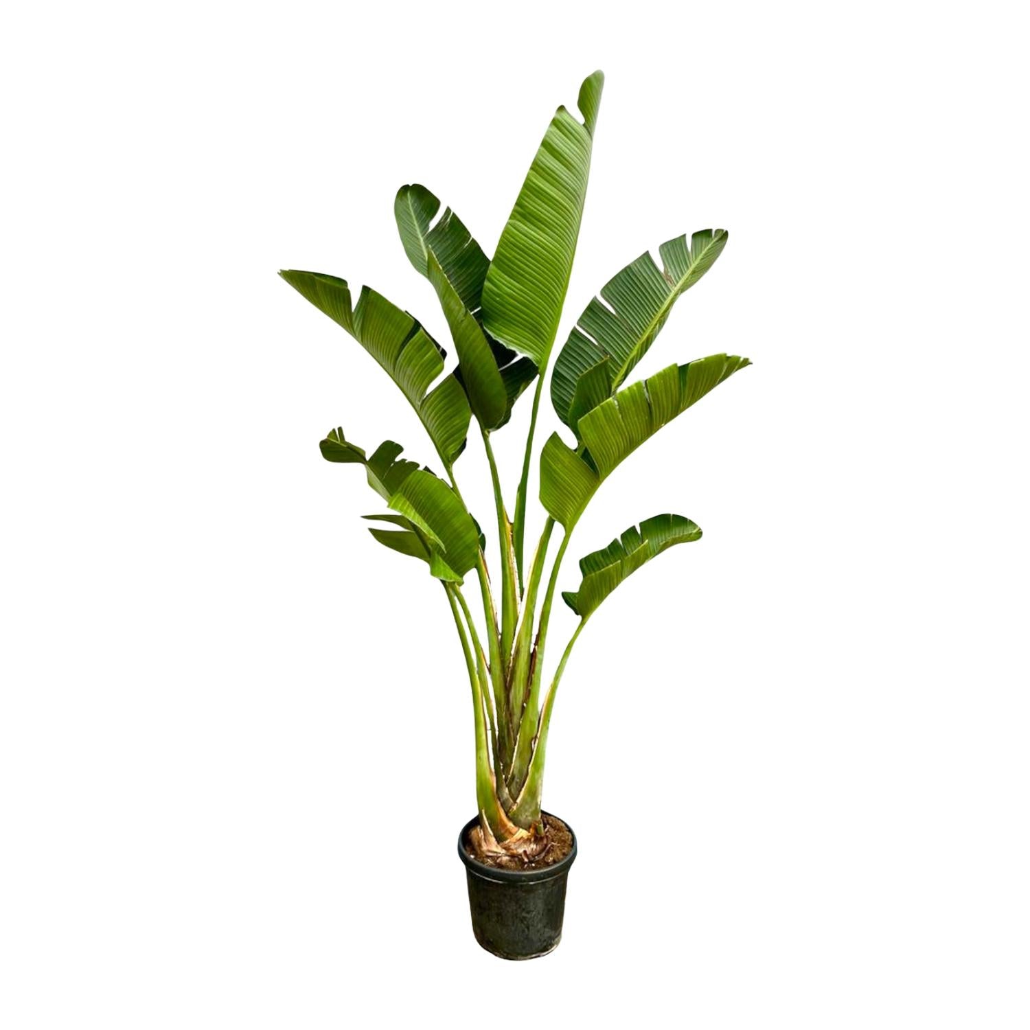 Strelitzia Augusta - Weiße Paradiesvogelblume XXL | 250 cm | Ø45 cm