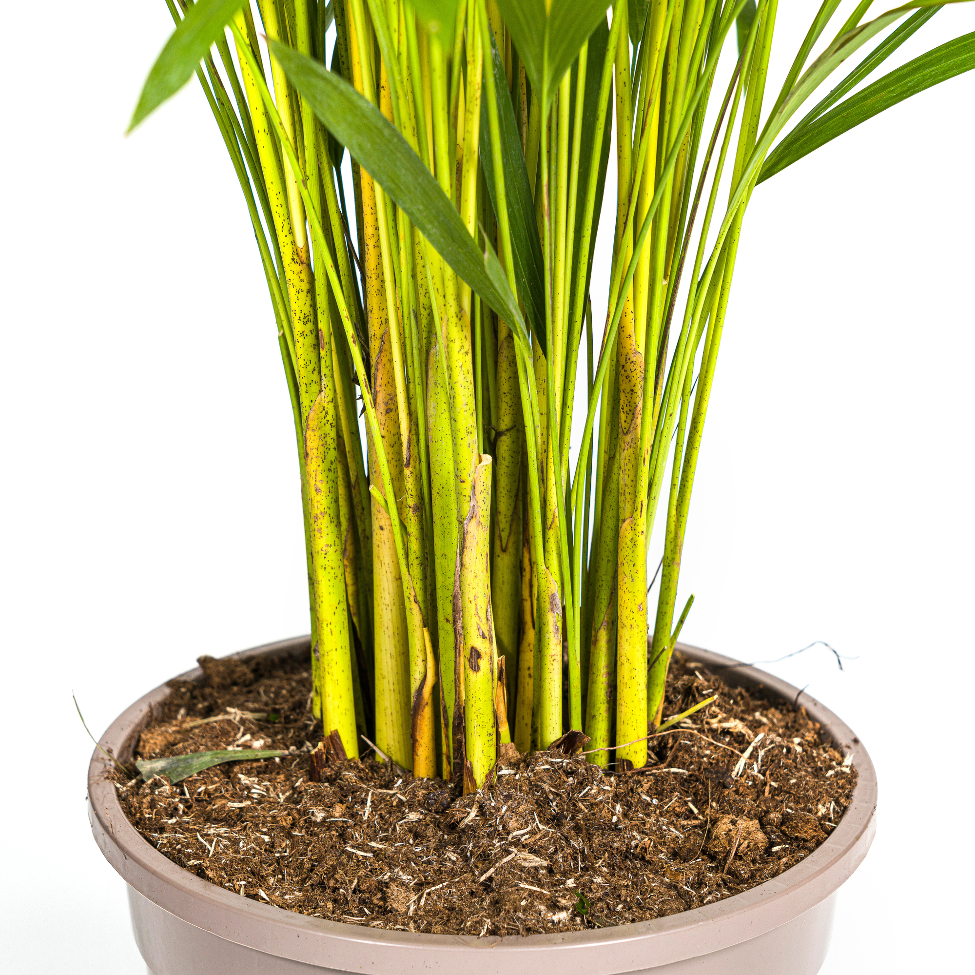 Goldfruchtpalme - Areca-Palme - Dypsis Areca Lutescens | 120 - 140cm | Ø24cm
