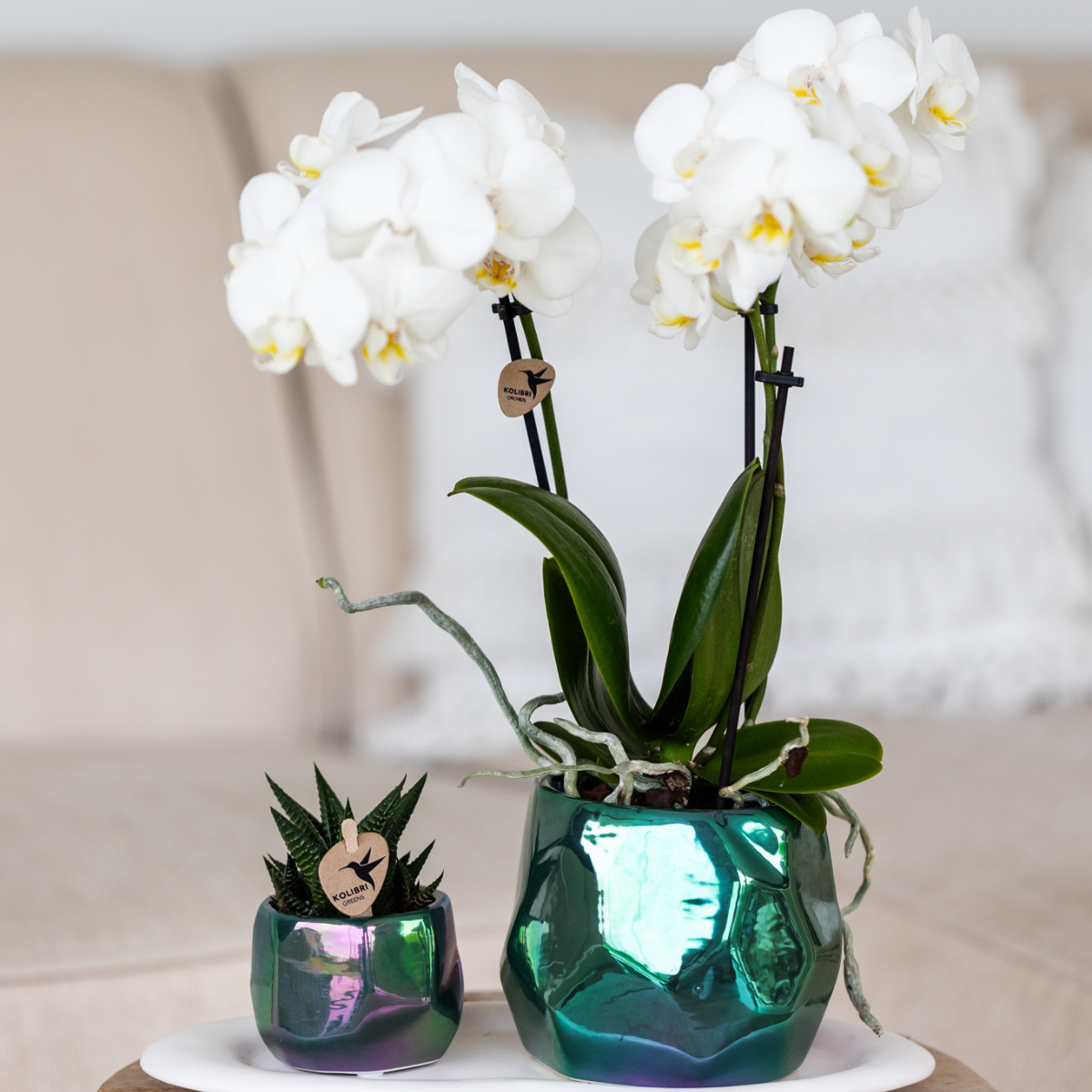 Weiße Phalaenopsis-Orchidee - Amabilis - Topfgröße Ø9cm | blühende Zimmerpflanze - frisch vom Züchter